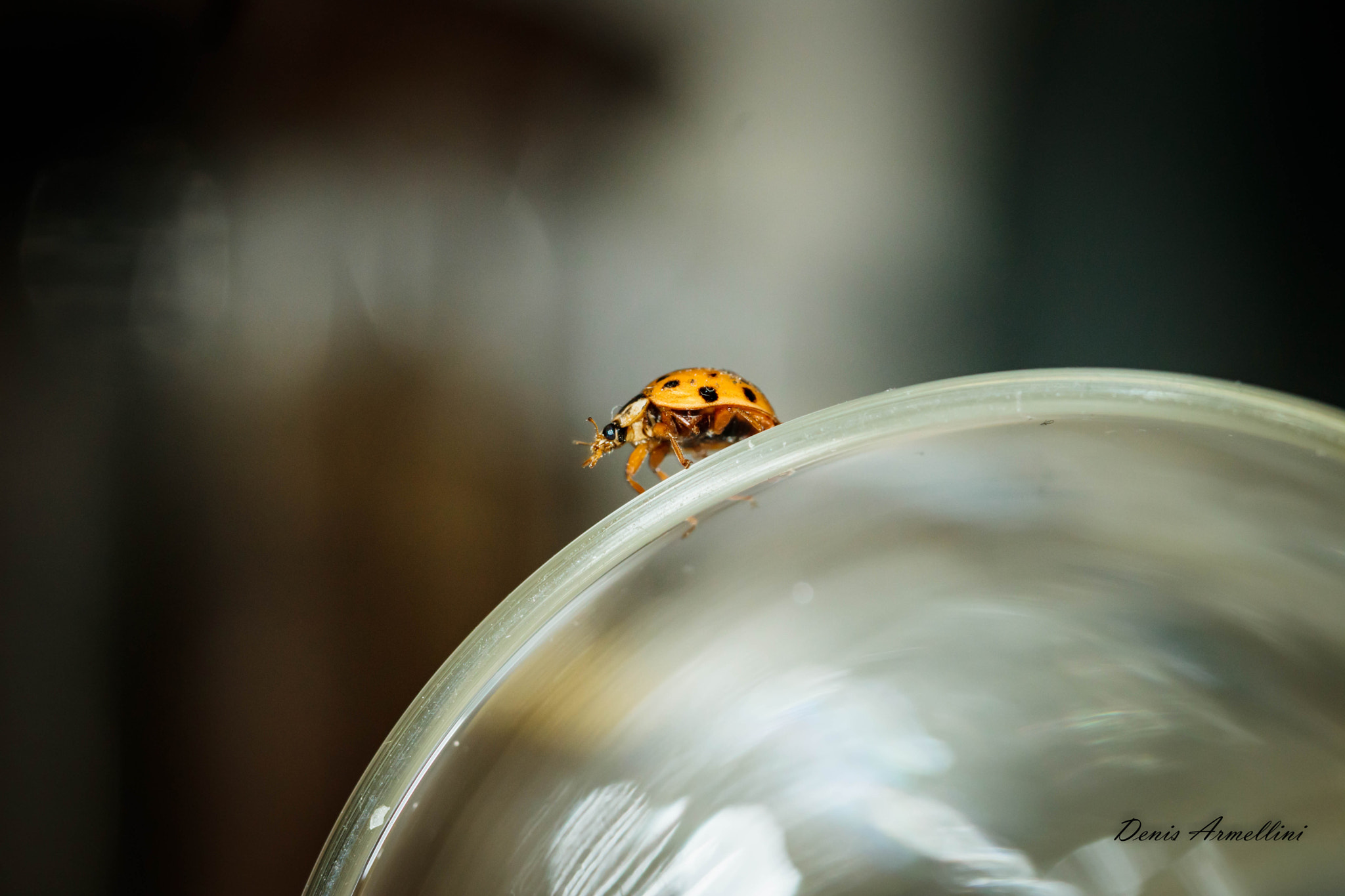Canon EF 100mm F2.8L Macro IS USM sample photo. Ladybird 02 photography