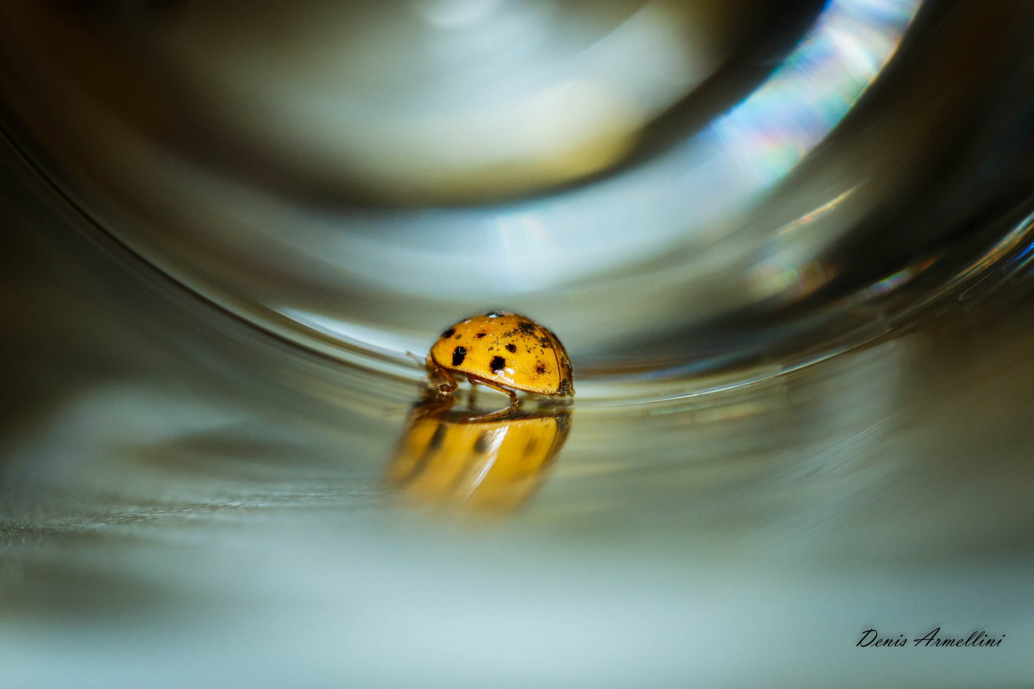 Canon EF 100mm F2.8L Macro IS USM sample photo. Ladybird 01 photography