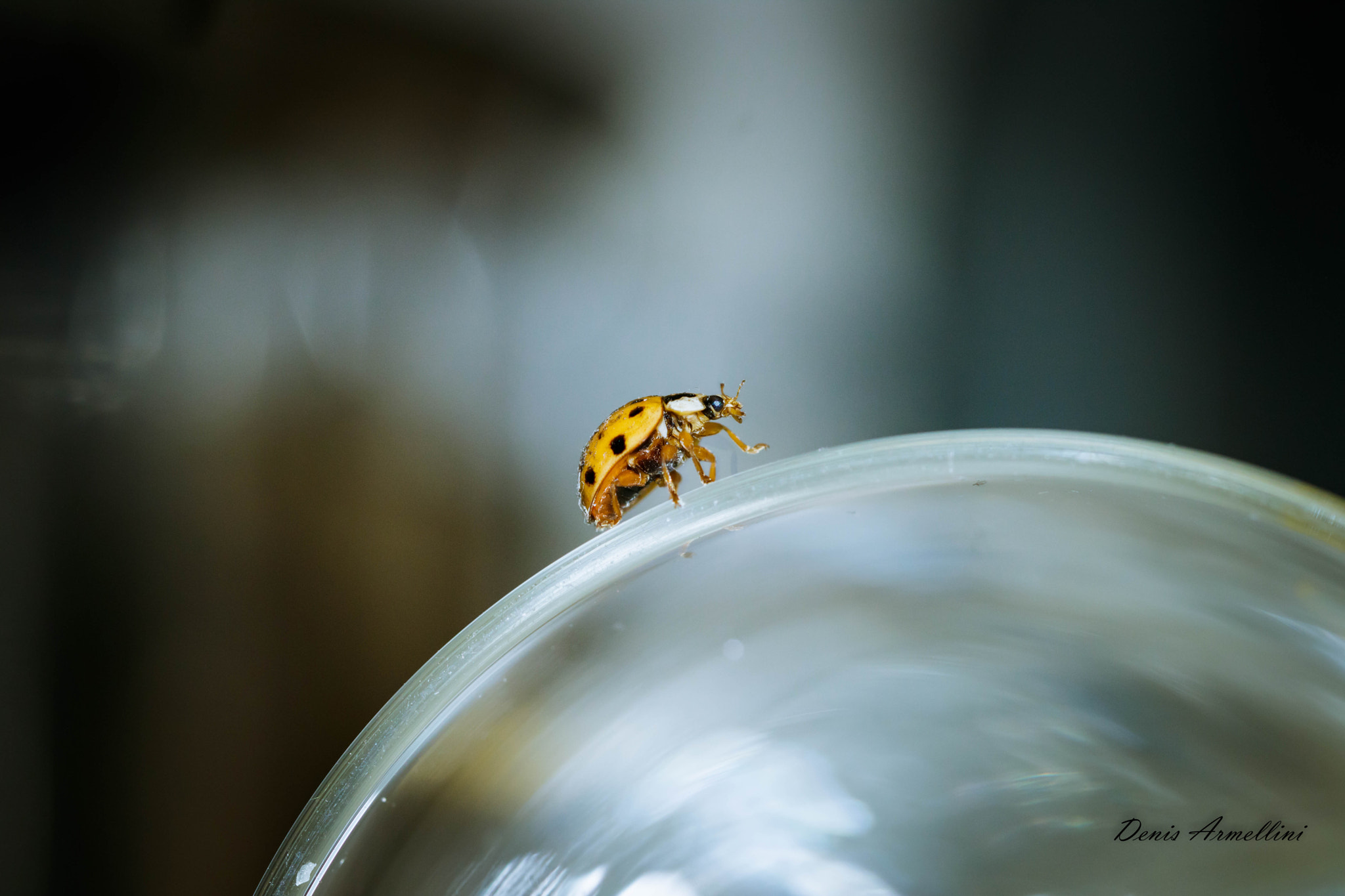 Canon EF 100mm F2.8L Macro IS USM sample photo. Ladybird 03 photography