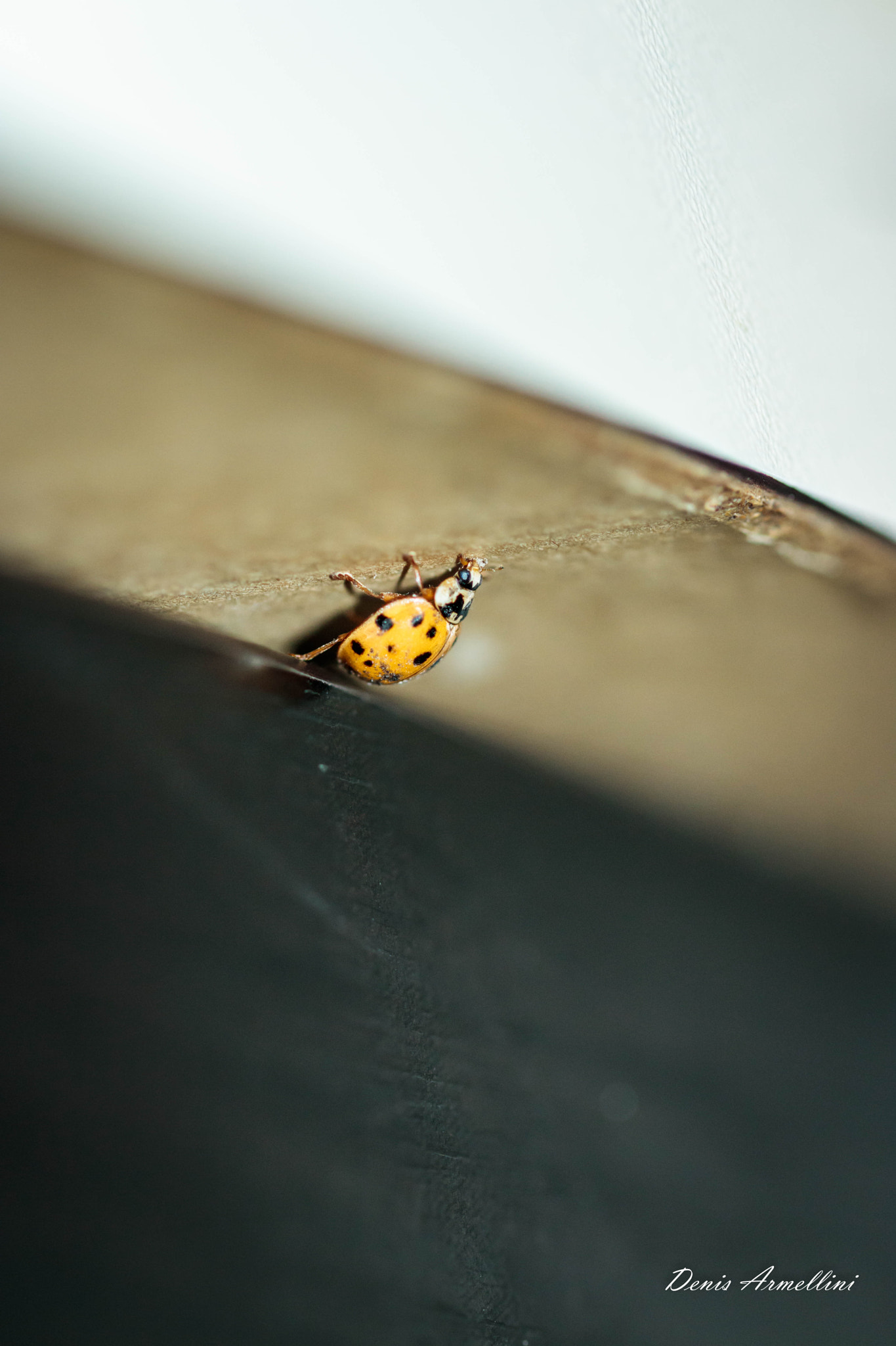 Canon EF 100mm F2.8L Macro IS USM sample photo. Ladybird 04 photography
