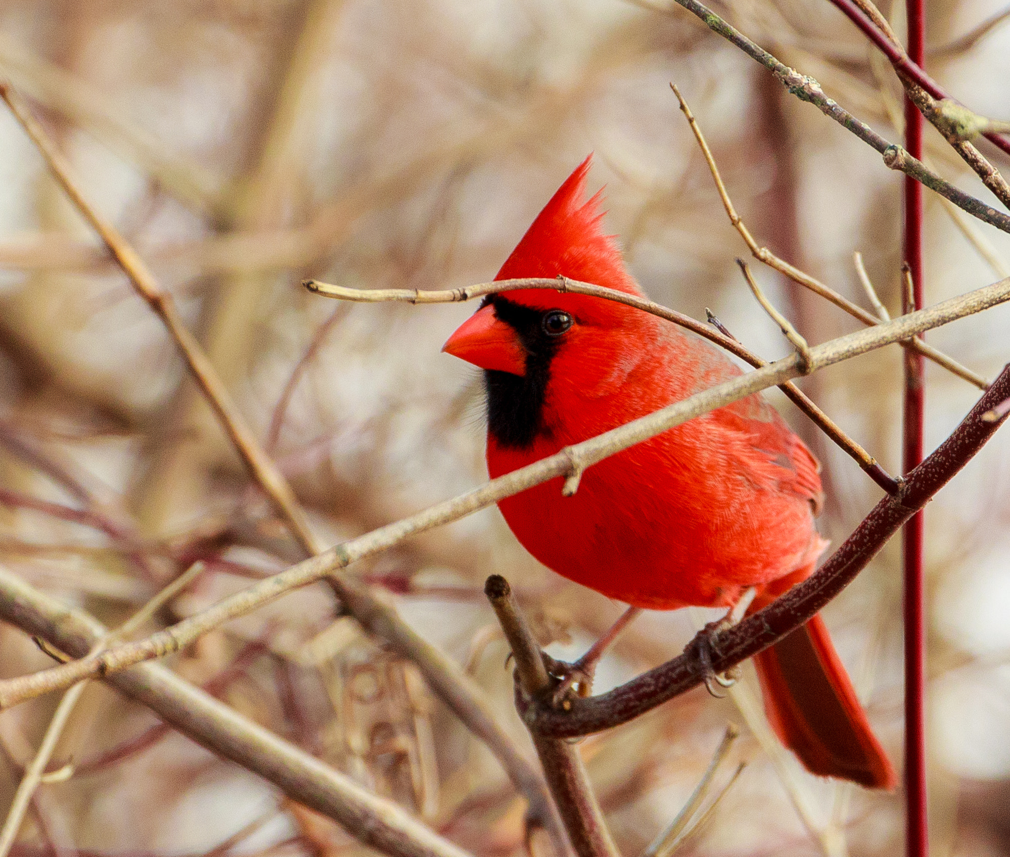 Canon EF 70-300mm F4-5.6L IS USM sample photo. Mr cardinal tries to hide photography