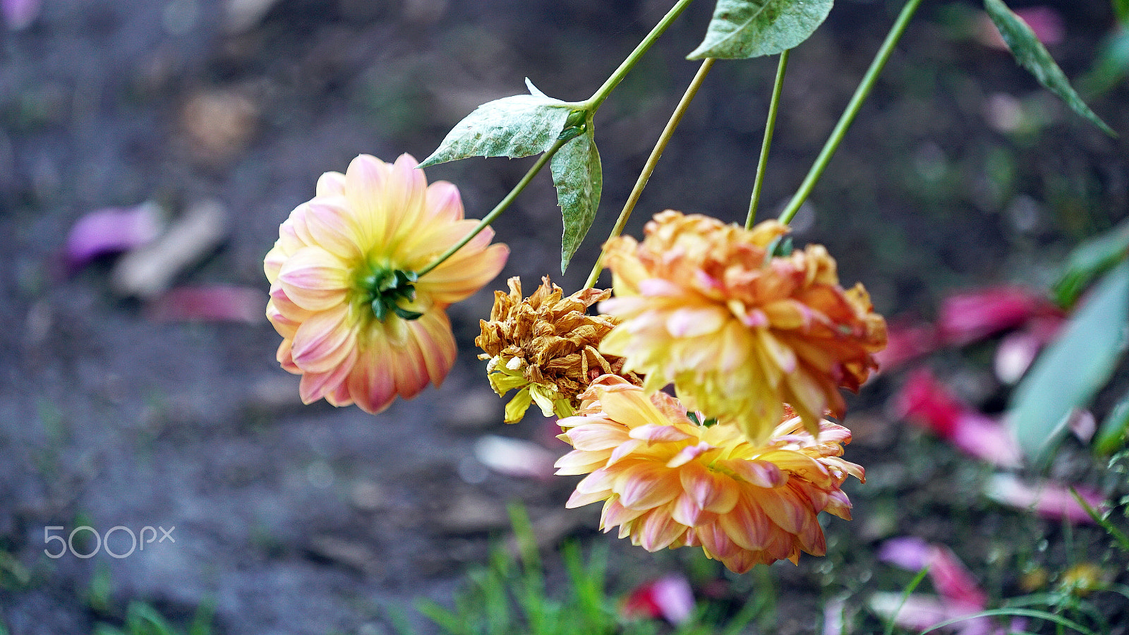 Sony a7S II + Sony FE 70-200mm F4 G OSS sample photo. I guess i must be having fun photography