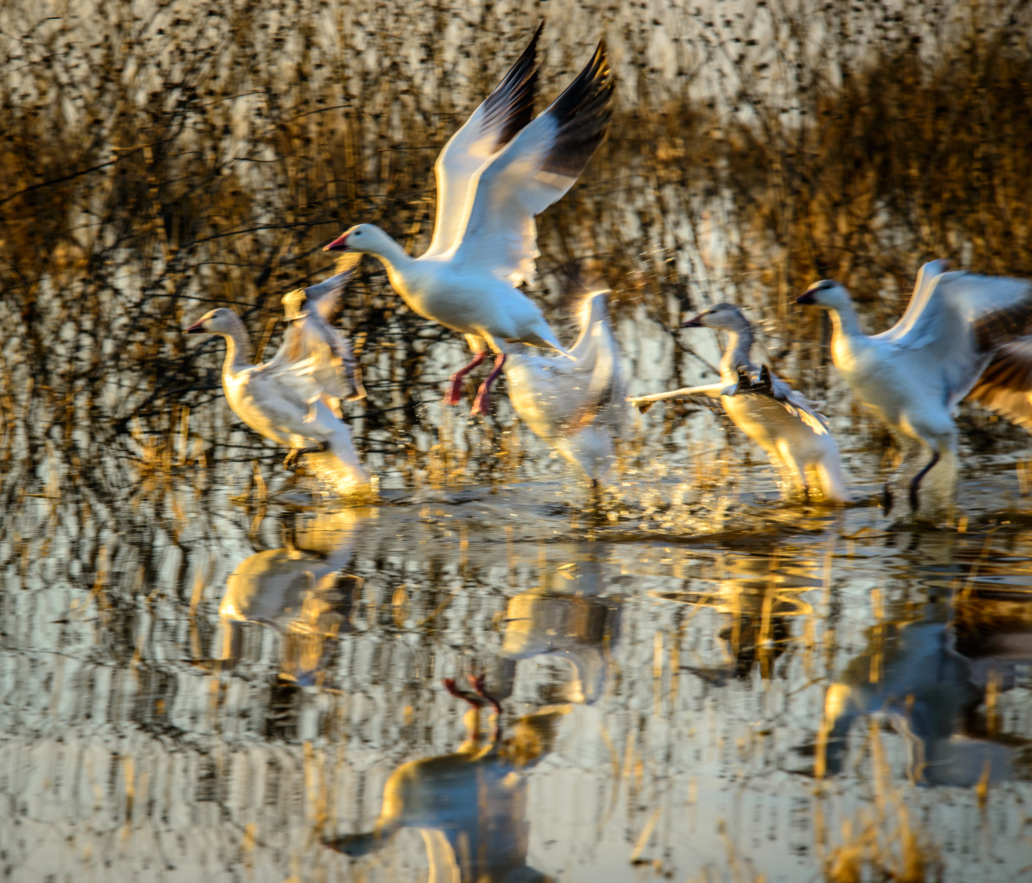 Nikon D800 sample photo. White geese photography