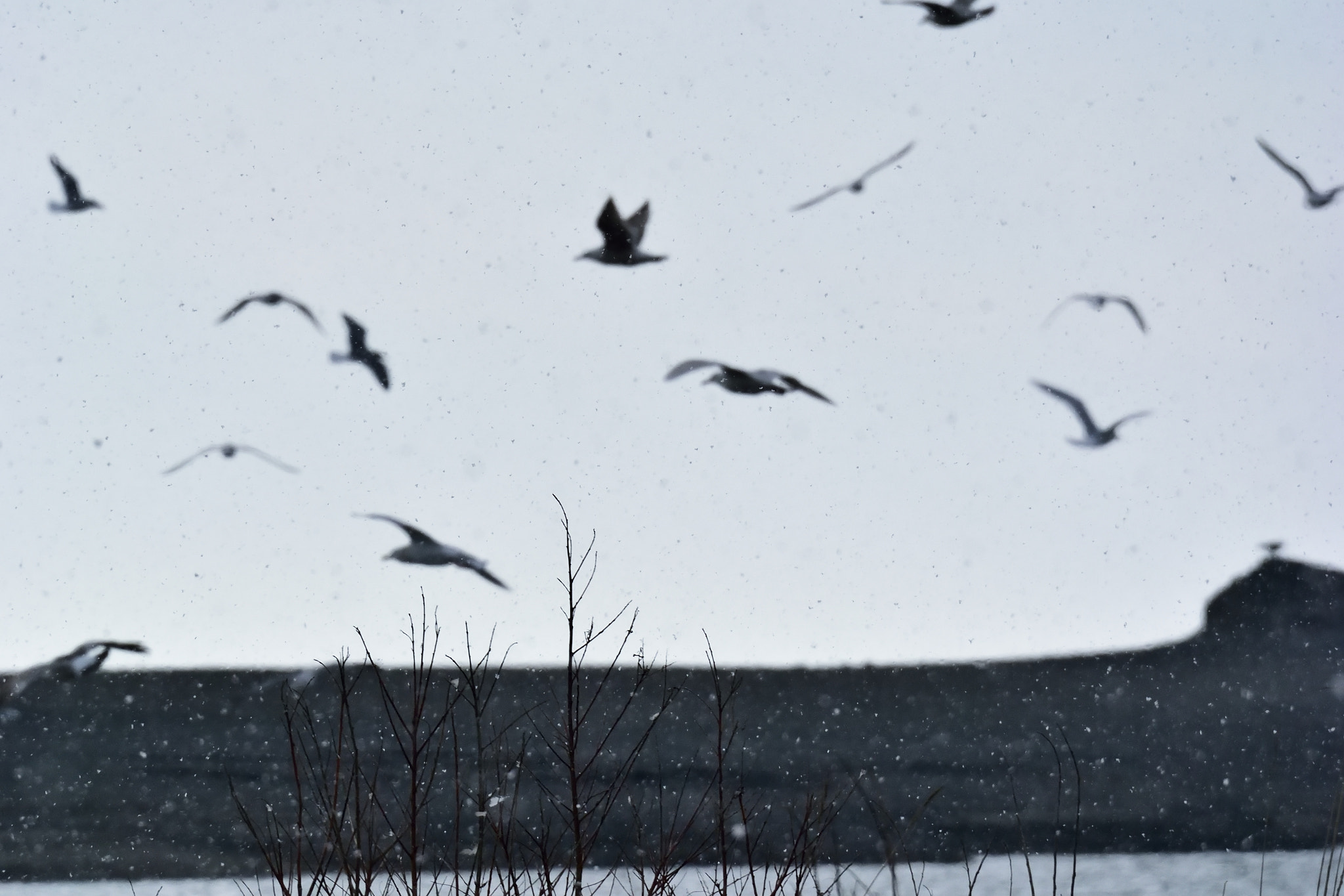 Nikon 1 V3 sample photo. Soaring birds photography