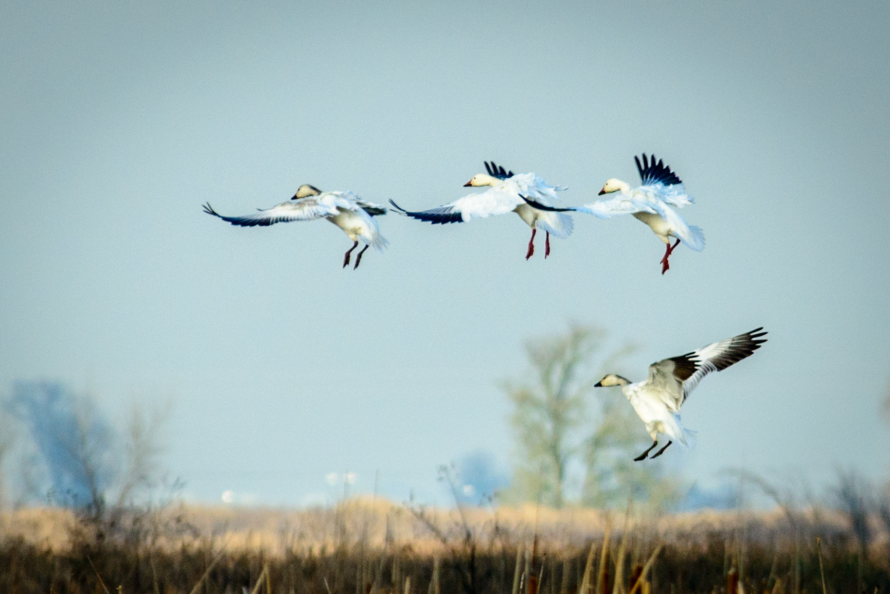 Nikon D800 sample photo. White geese landing photography