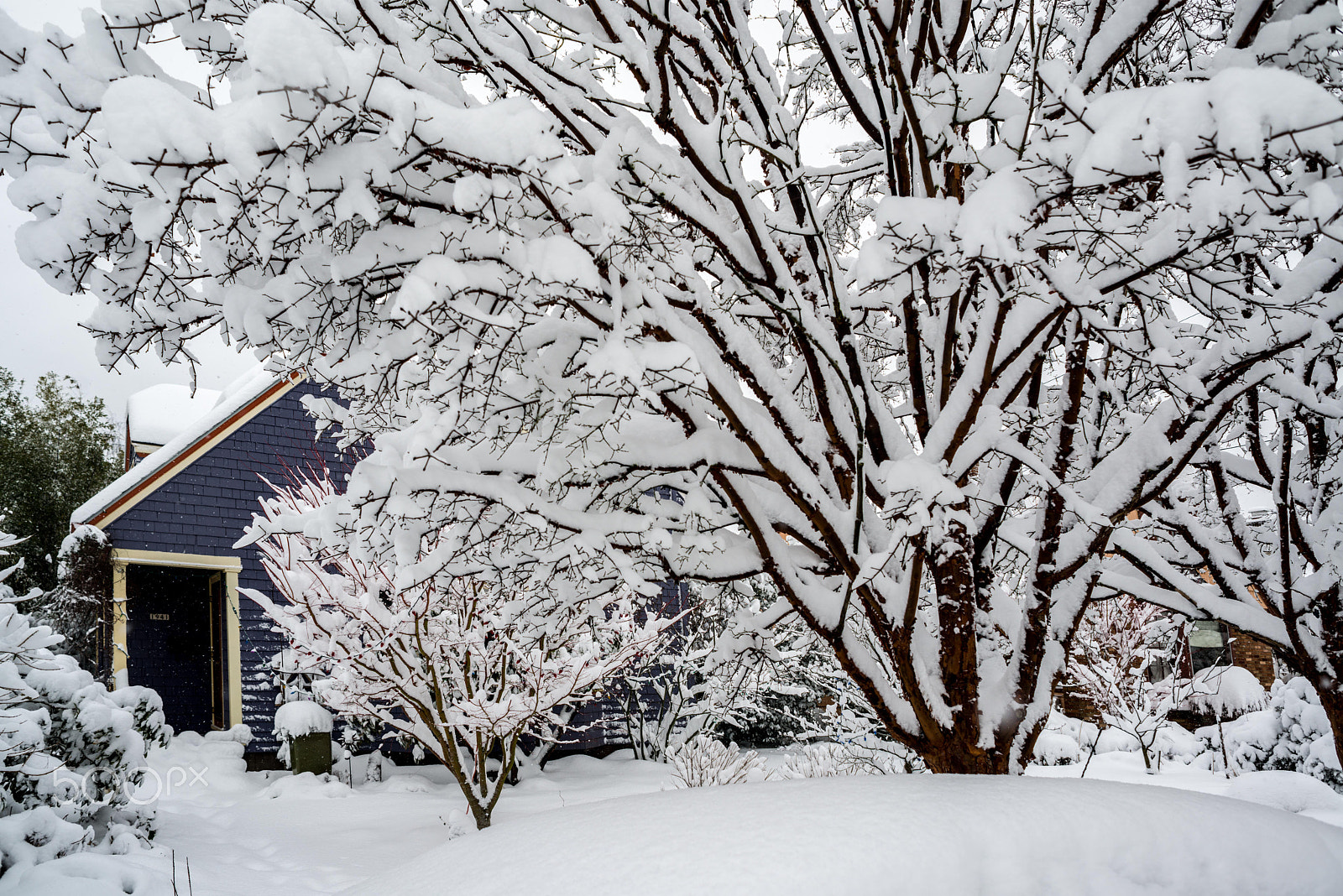 Nikon D800 + AF Nikkor 24mm f/2.8 sample photo. Pdx snow (of ) photography