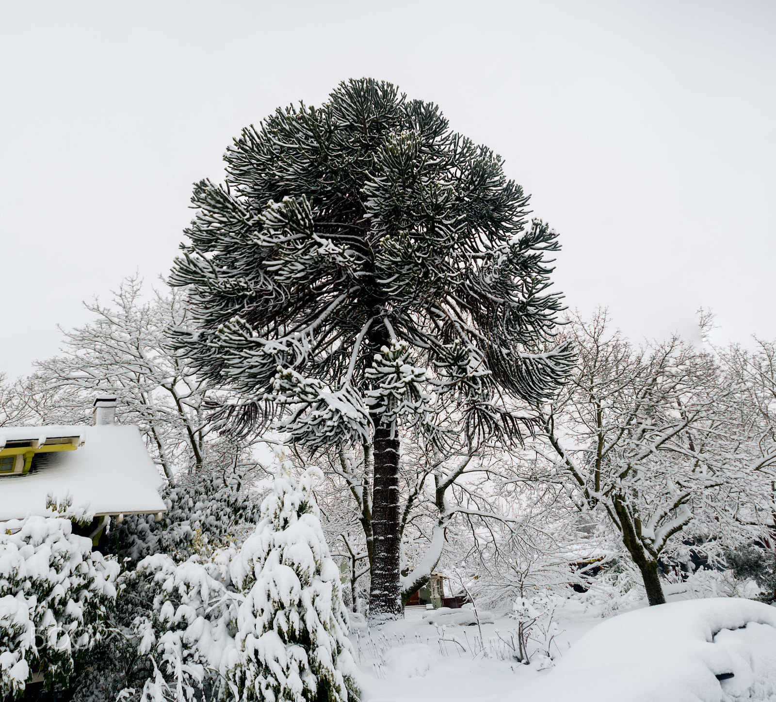 Nikon D800 + AF Nikkor 24mm f/2.8 sample photo. Pdx snow (of ) photography