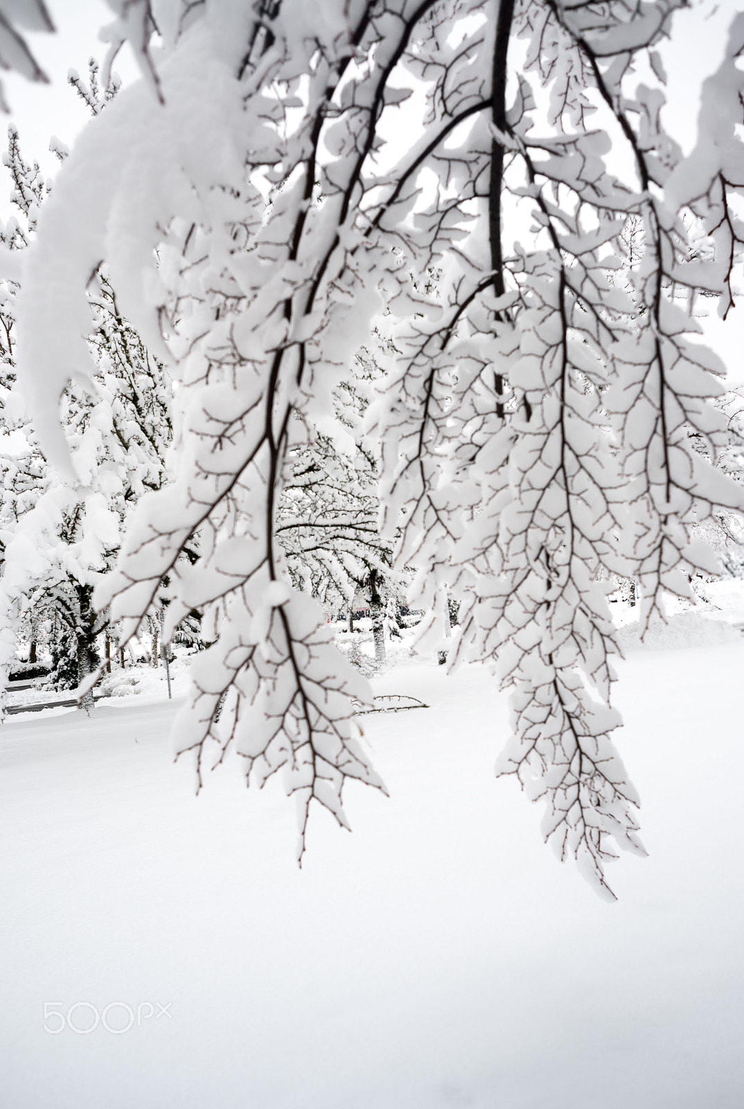 Nikon D800 + AF Nikkor 24mm f/2.8 sample photo. Pdx snow (of ) photography