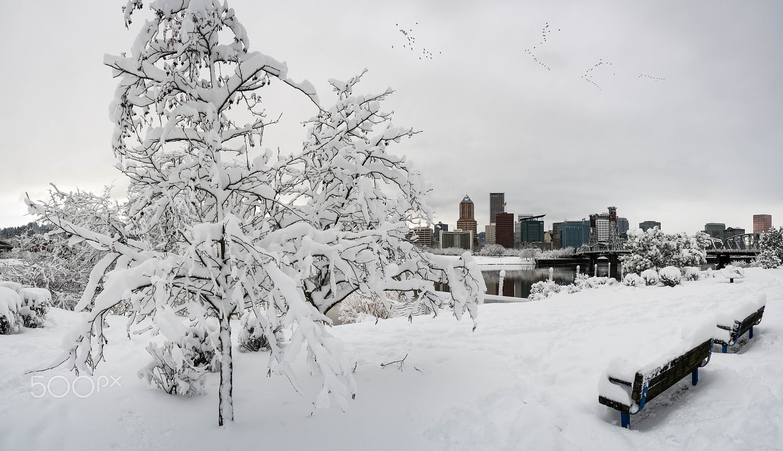 Nikon D800 + AF Nikkor 24mm f/2.8 sample photo. Pdx snow (of ) photography