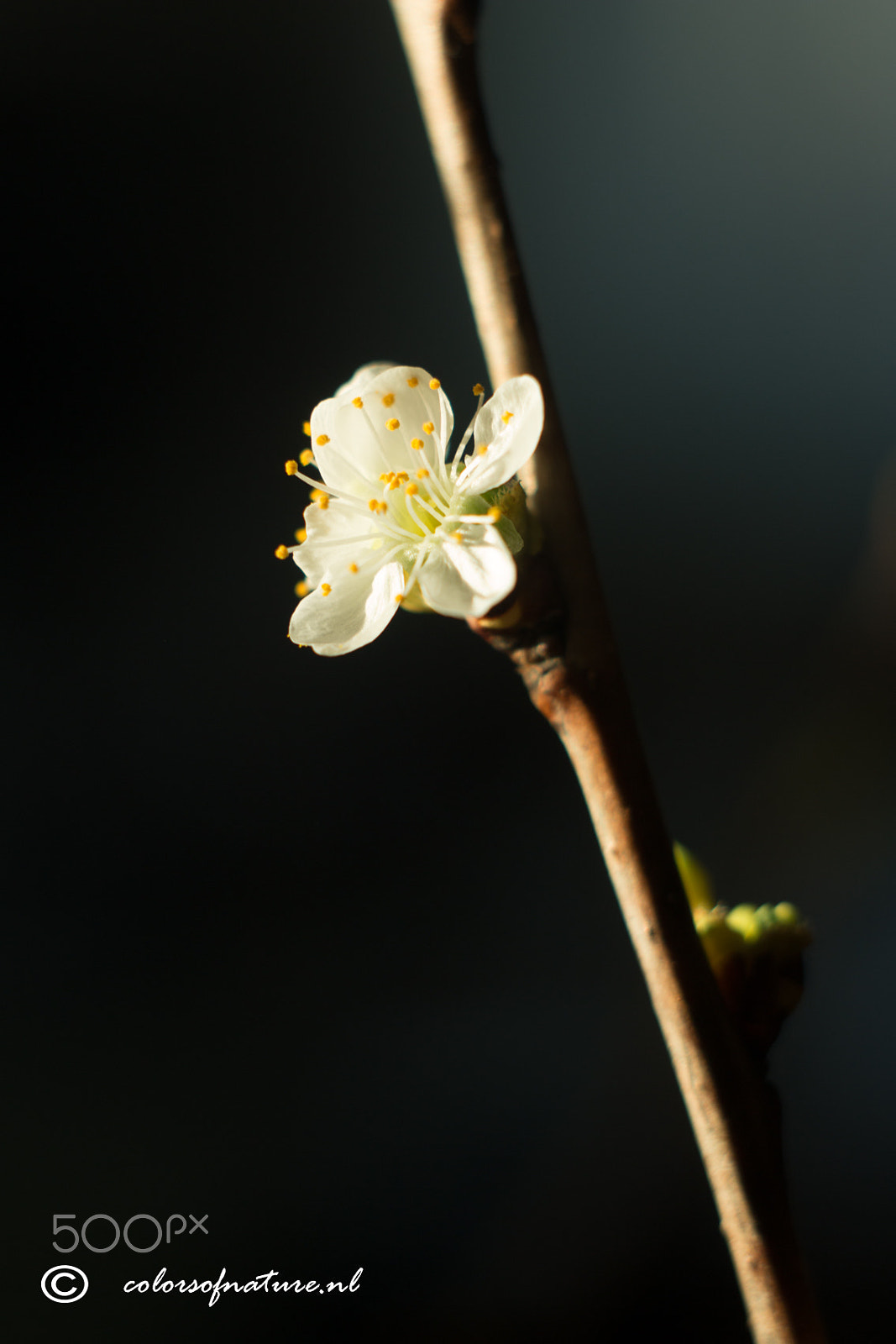 Canon EF 35-80mm f/4-5.6 sample photo. Cherry blossom photography