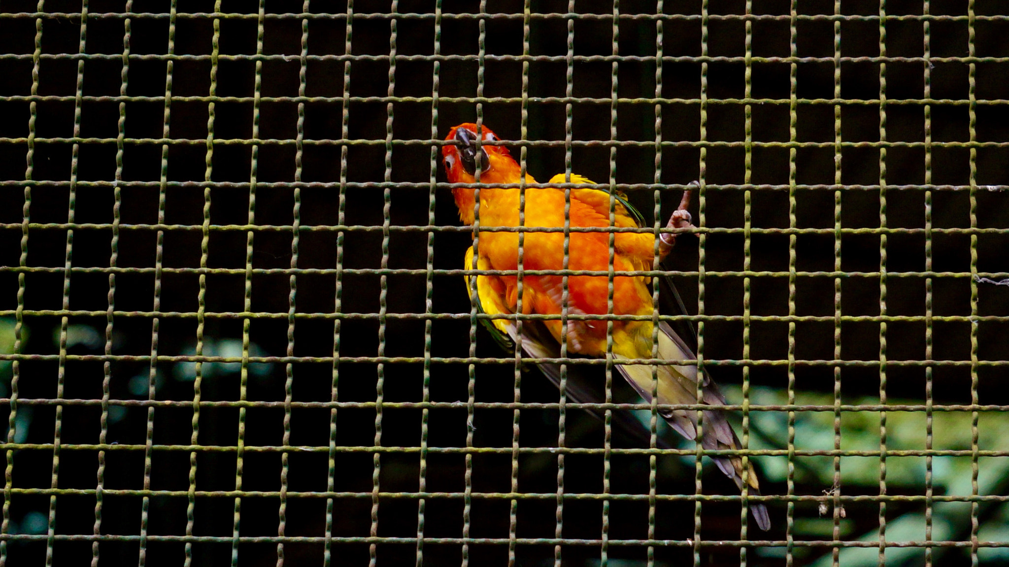 Sony E 55-210mm F4.5-6.3 OSS sample photo. Wide open eyes photography