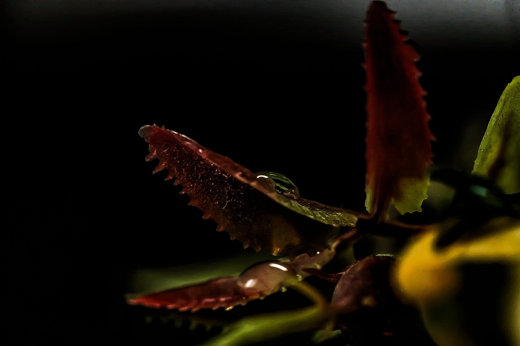 Canon EF 100mm F2.8L Macro IS USM sample photo. Img photography