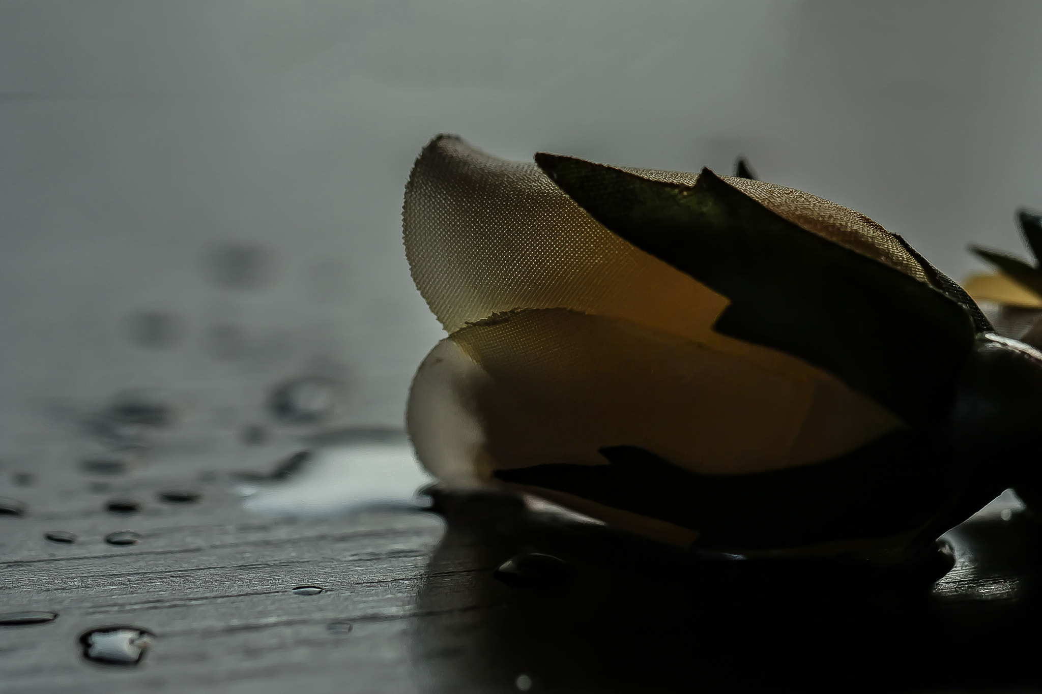 Canon EF 100mm F2.8L Macro IS USM sample photo. Img photography