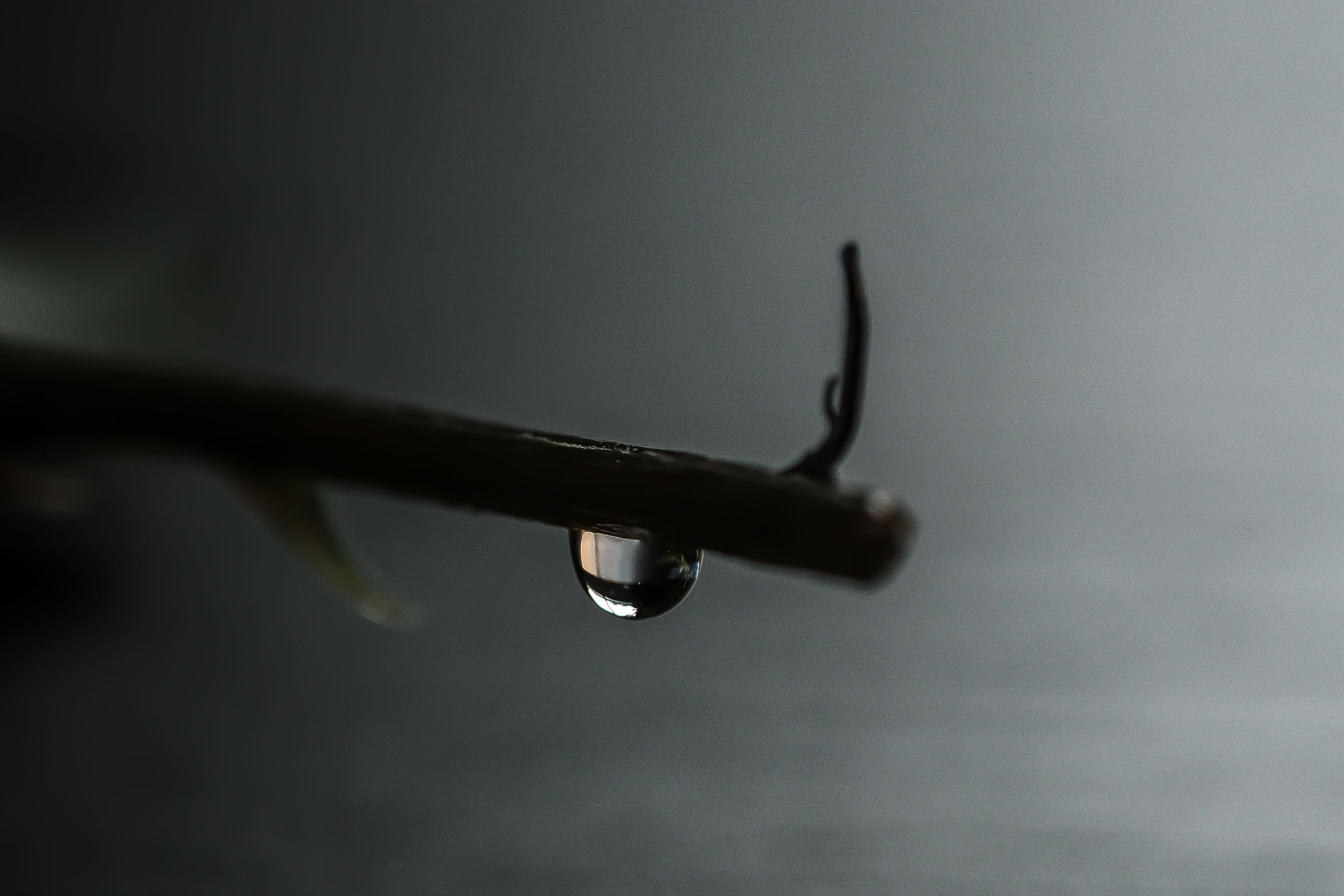 Canon EF 100mm F2.8L Macro IS USM sample photo. Img photography