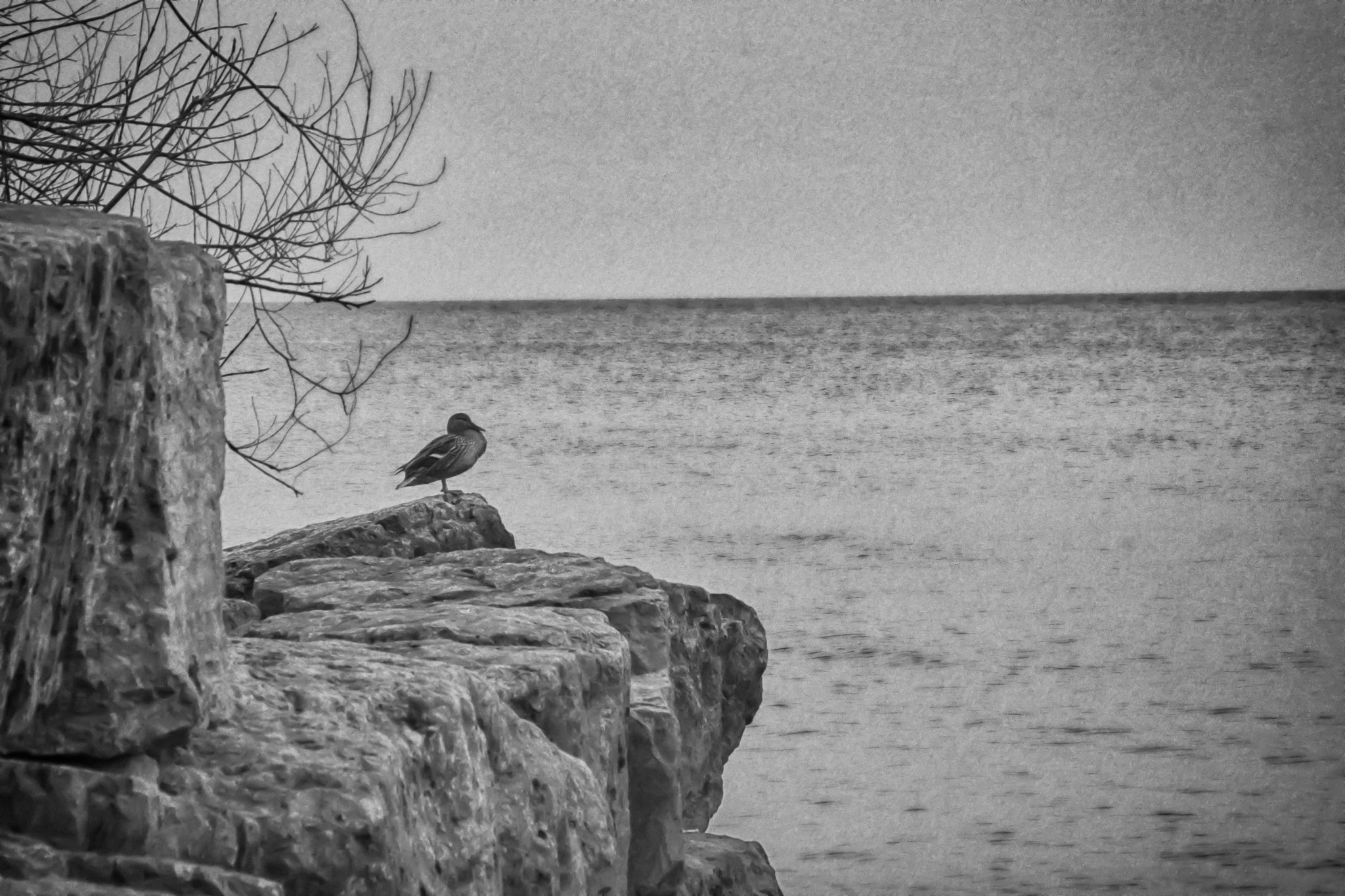 Sigma 18-250mm F3.5-6.3 DC Macro OS HSM sample photo. Watch duck photography