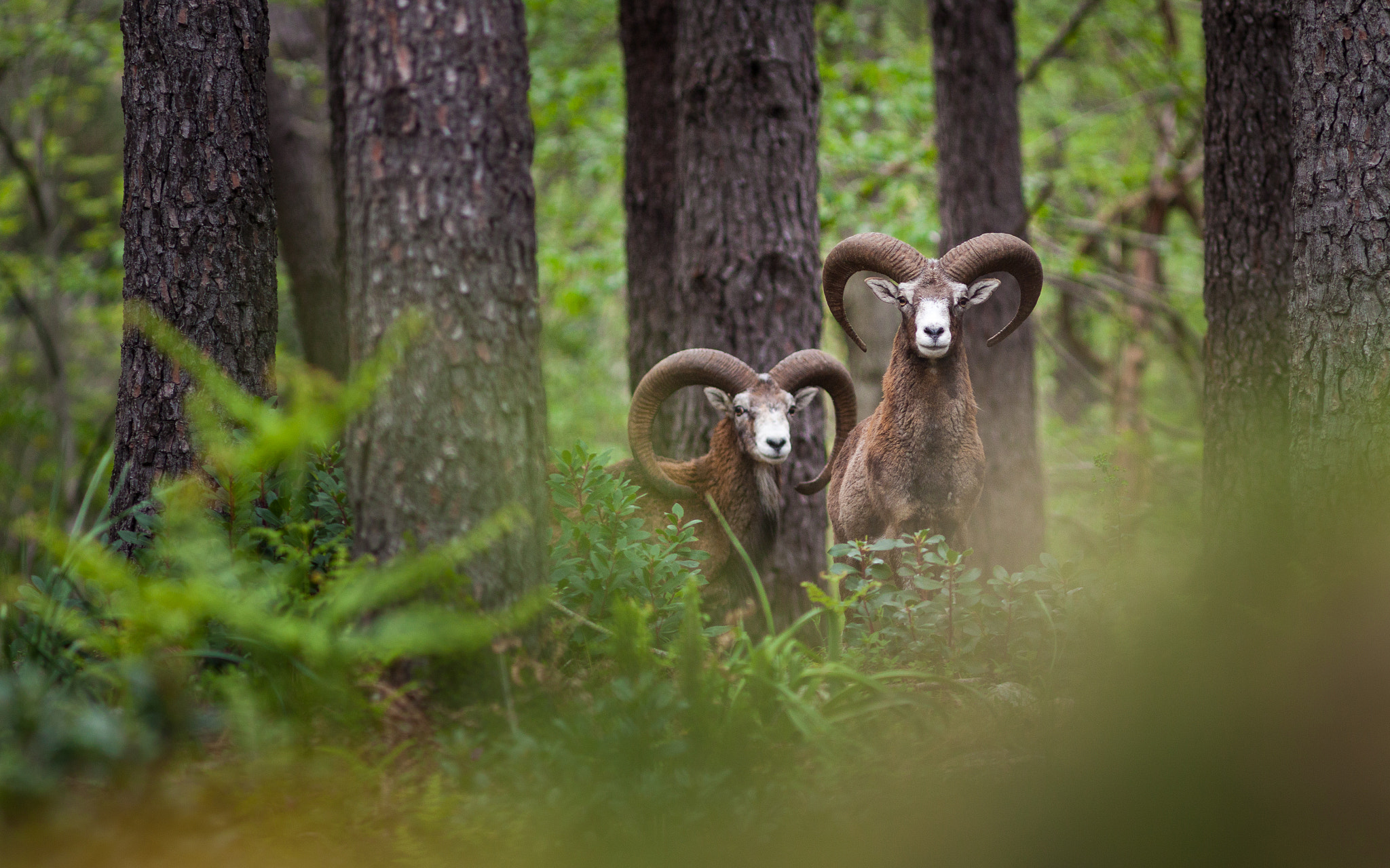 Canon EOS 50D + Canon EF 300mm F4L IS USM sample photo. Mouflons de corse photography