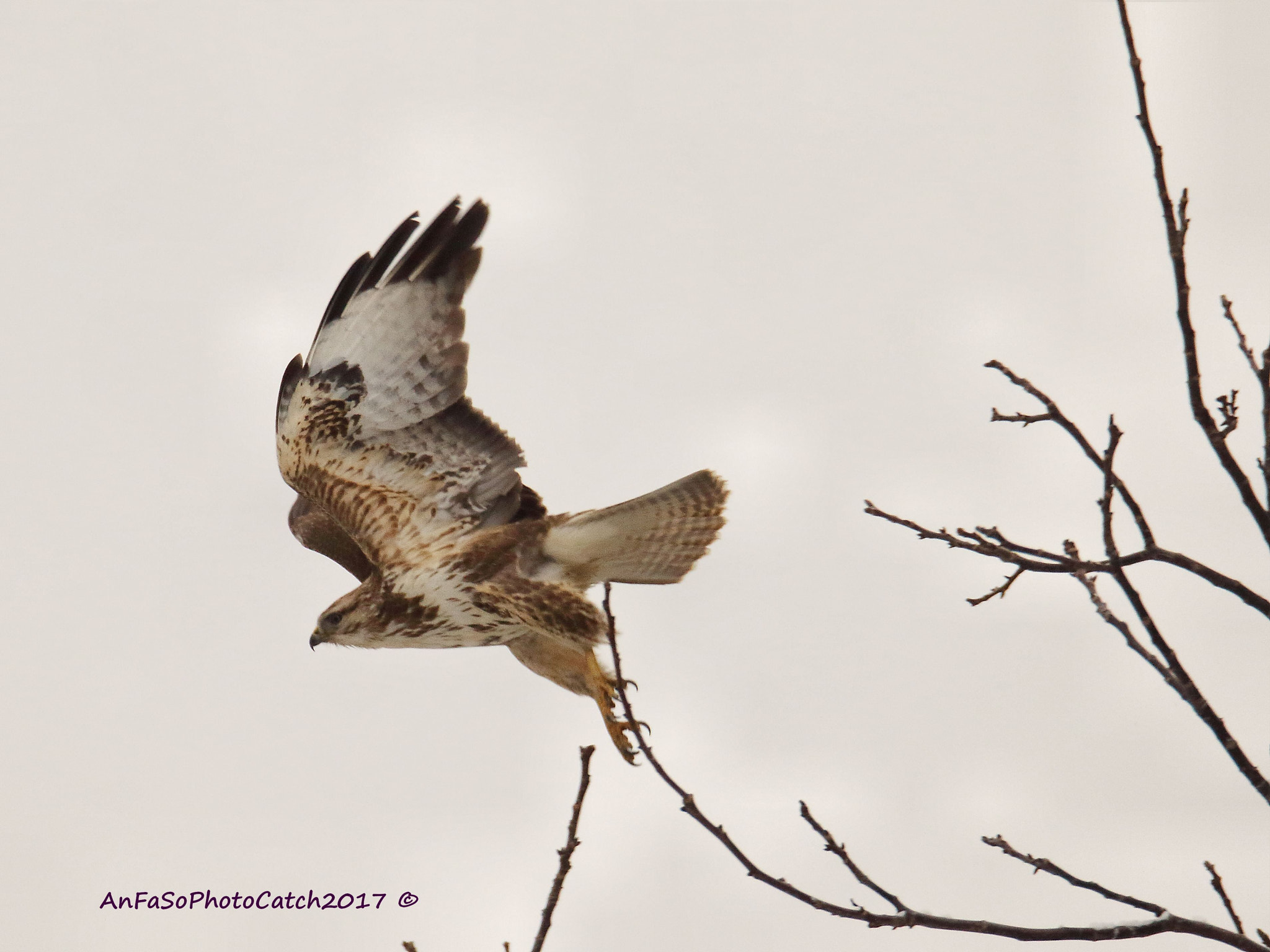 Sigma 150-600mm F5-6.3 DG OS HSM | S sample photo. Poiana - buteo buteo photography