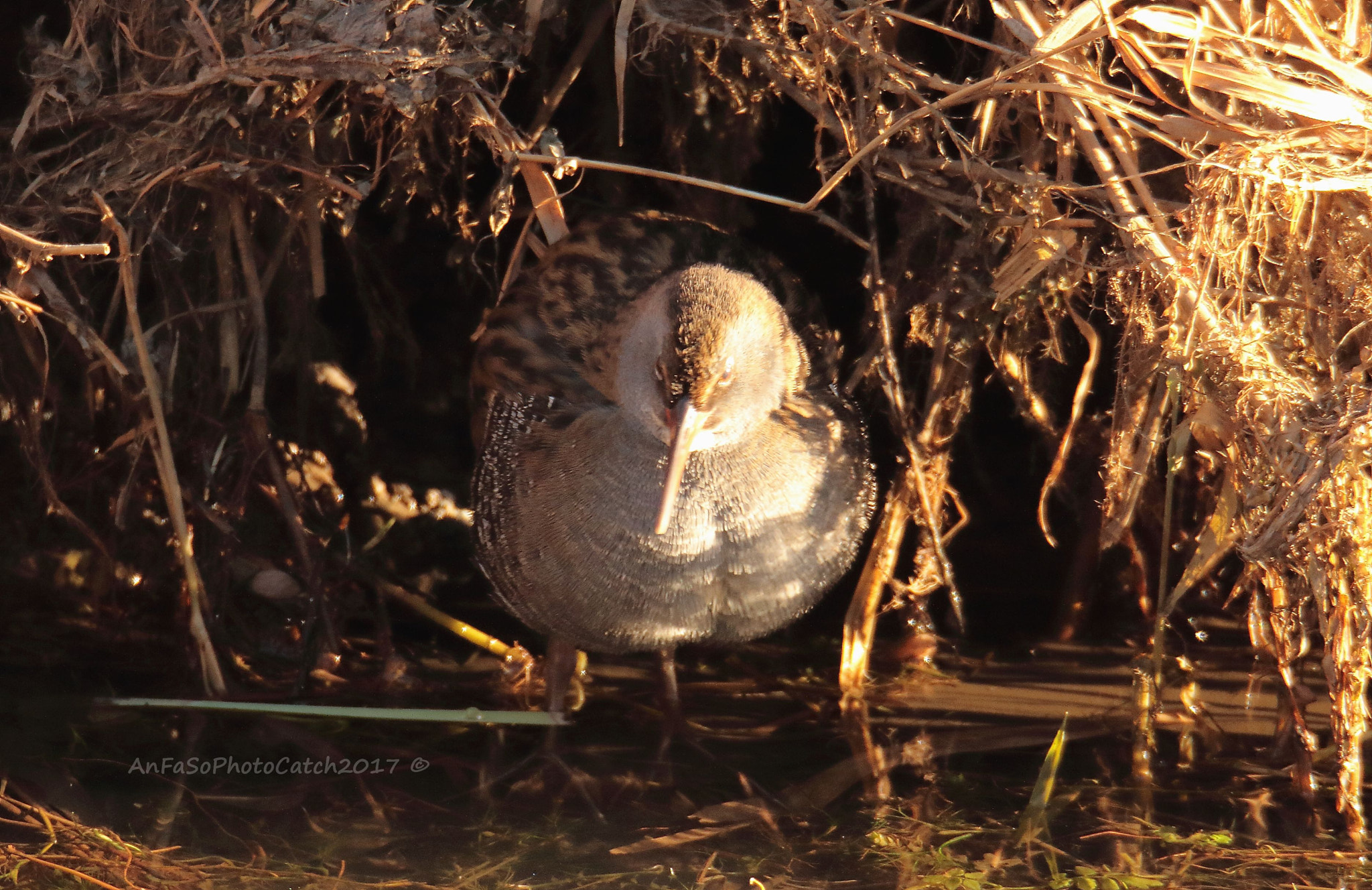 Canon EOS 7D Mark II sample photo. Porciglione - rallus aquaticus photography