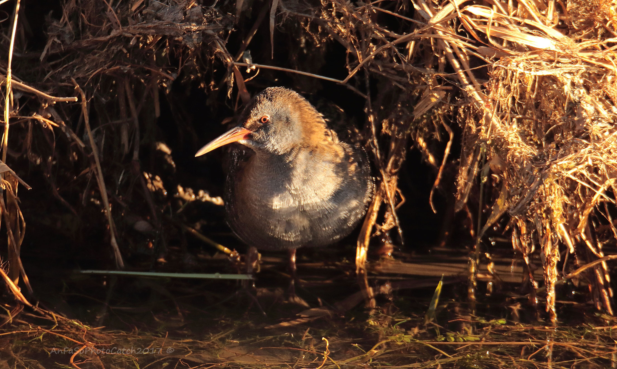 Canon EOS 7D Mark II + Sigma 150-600mm F5-6.3 DG OS HSM | S sample photo. Porciglione - rallus aquaticus photography