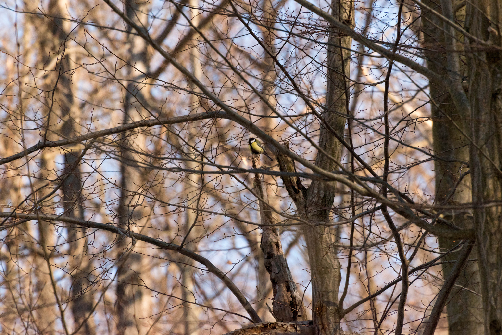 Nikon D5500 sample photo. Paridae hide and seek photography