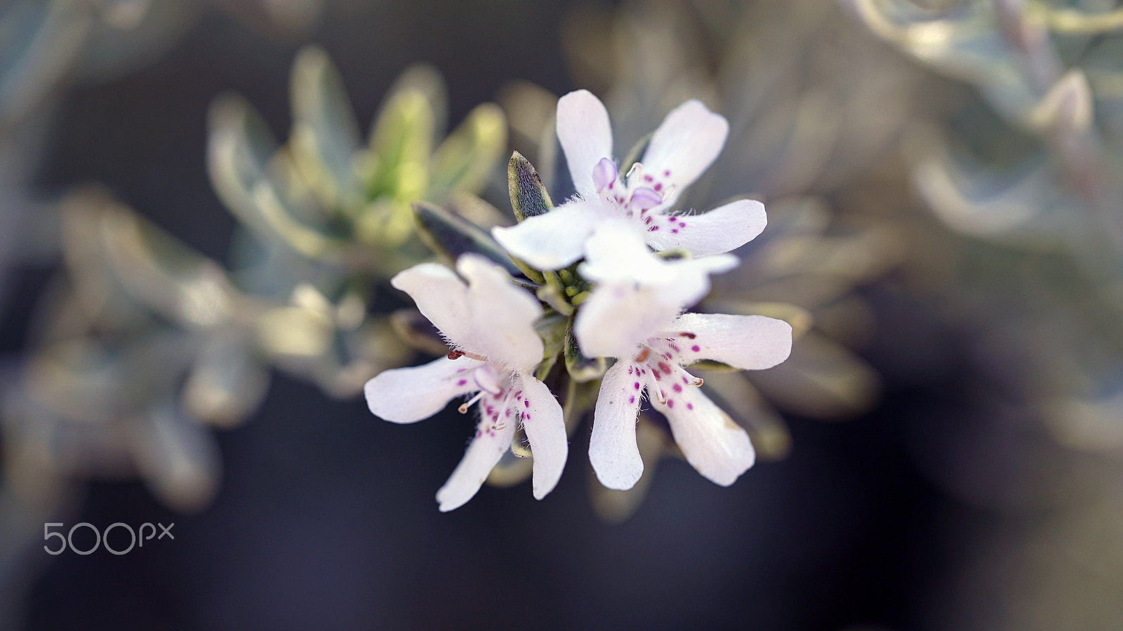 Sony a7S II + Sony FE 90mm F2.8 Macro G OSS sample photo. Are my sources correct? photography