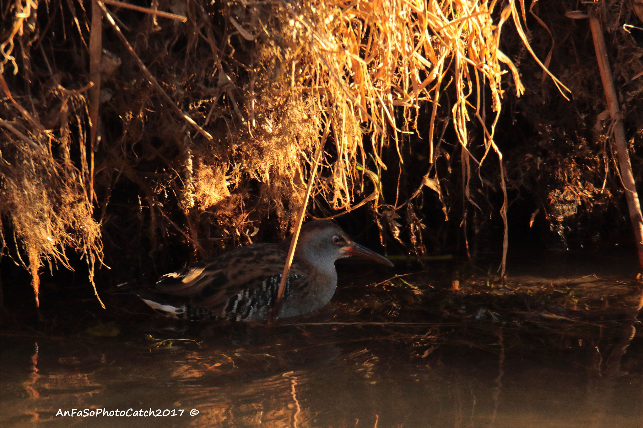 Canon EOS 7D Mark II sample photo. Porciglione - rallus aquaticu photography