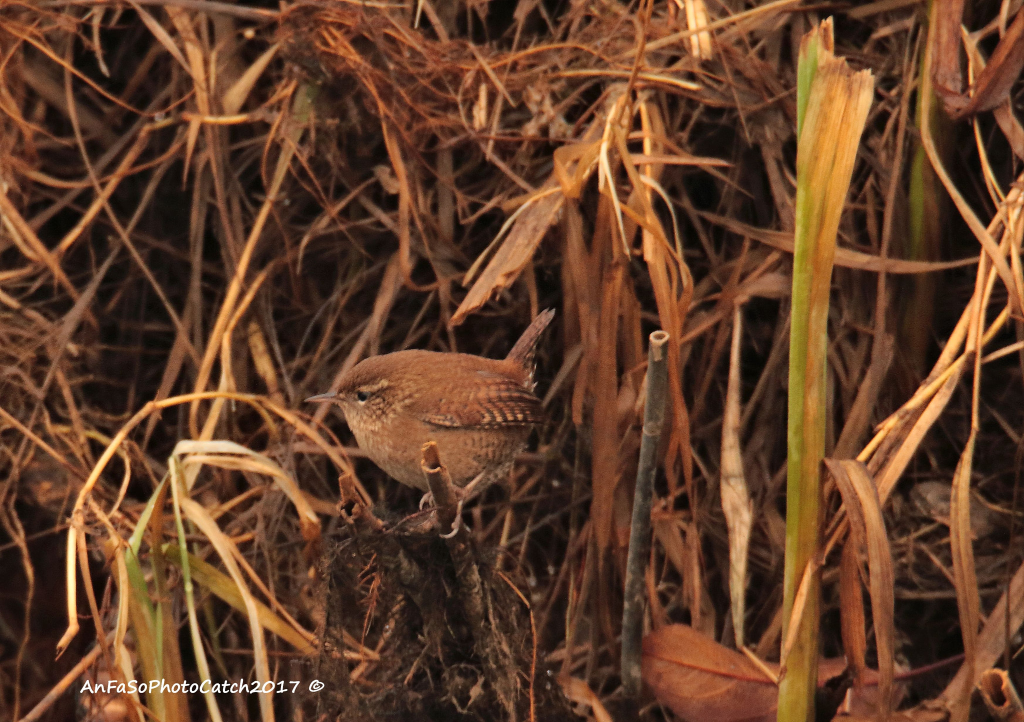 Sigma 150-600mm F5-6.3 DG OS HSM | S sample photo. Scricciolo - troglodytes photography