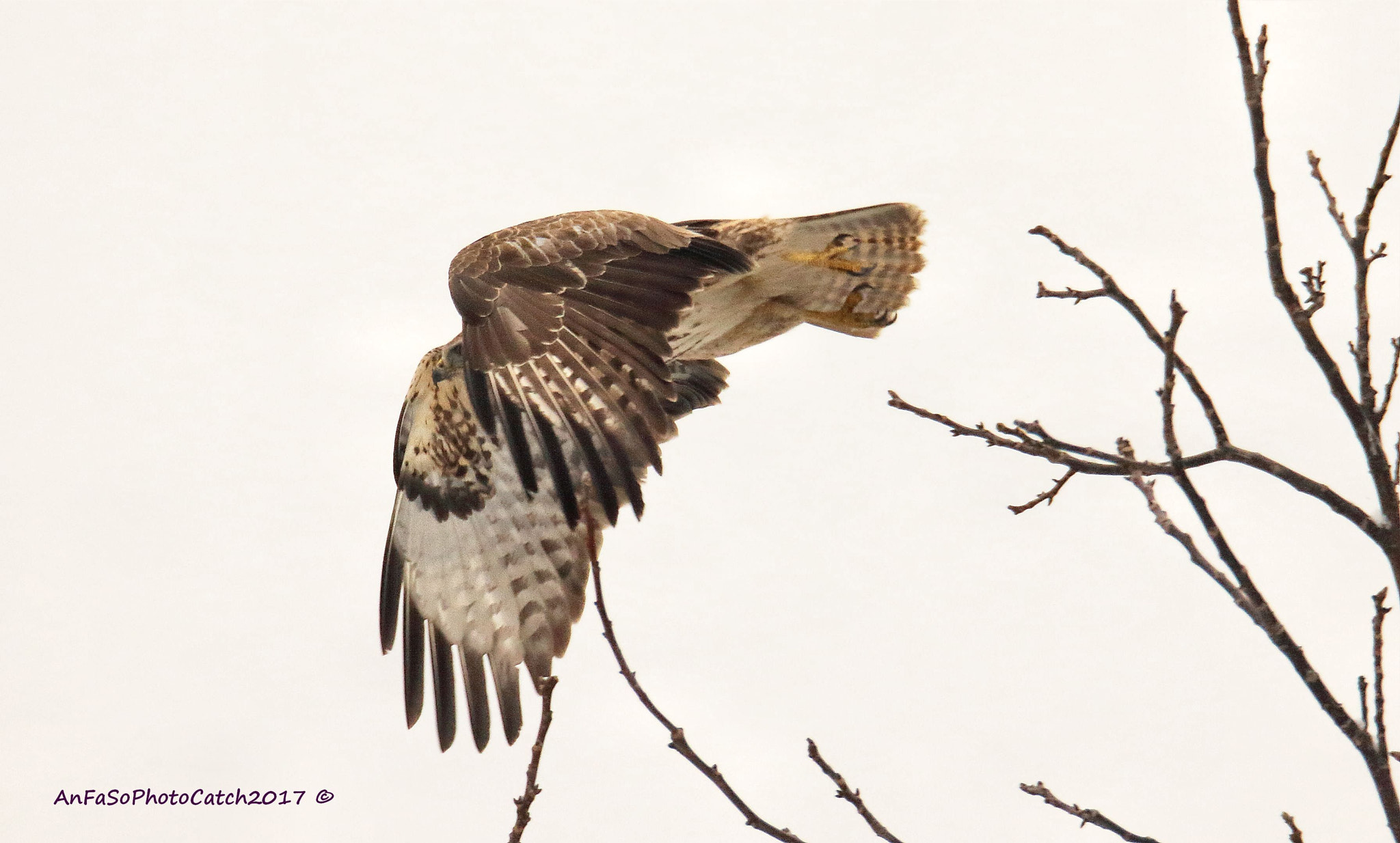 Canon EOS 7D Mark II sample photo. Poiana - buteo buteo photography