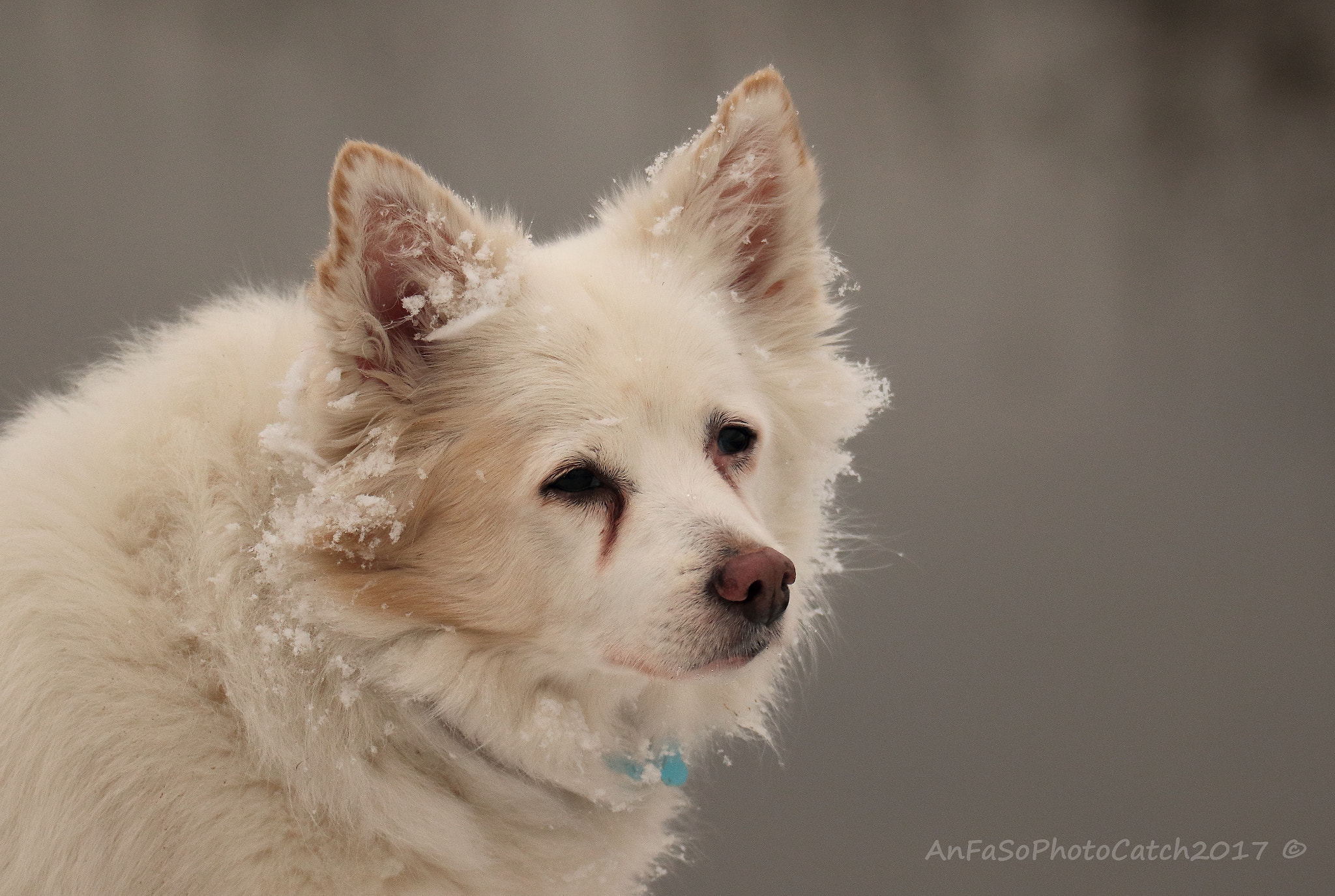 Canon EOS 7D Mark II sample photo. Toby in the snow ! photography