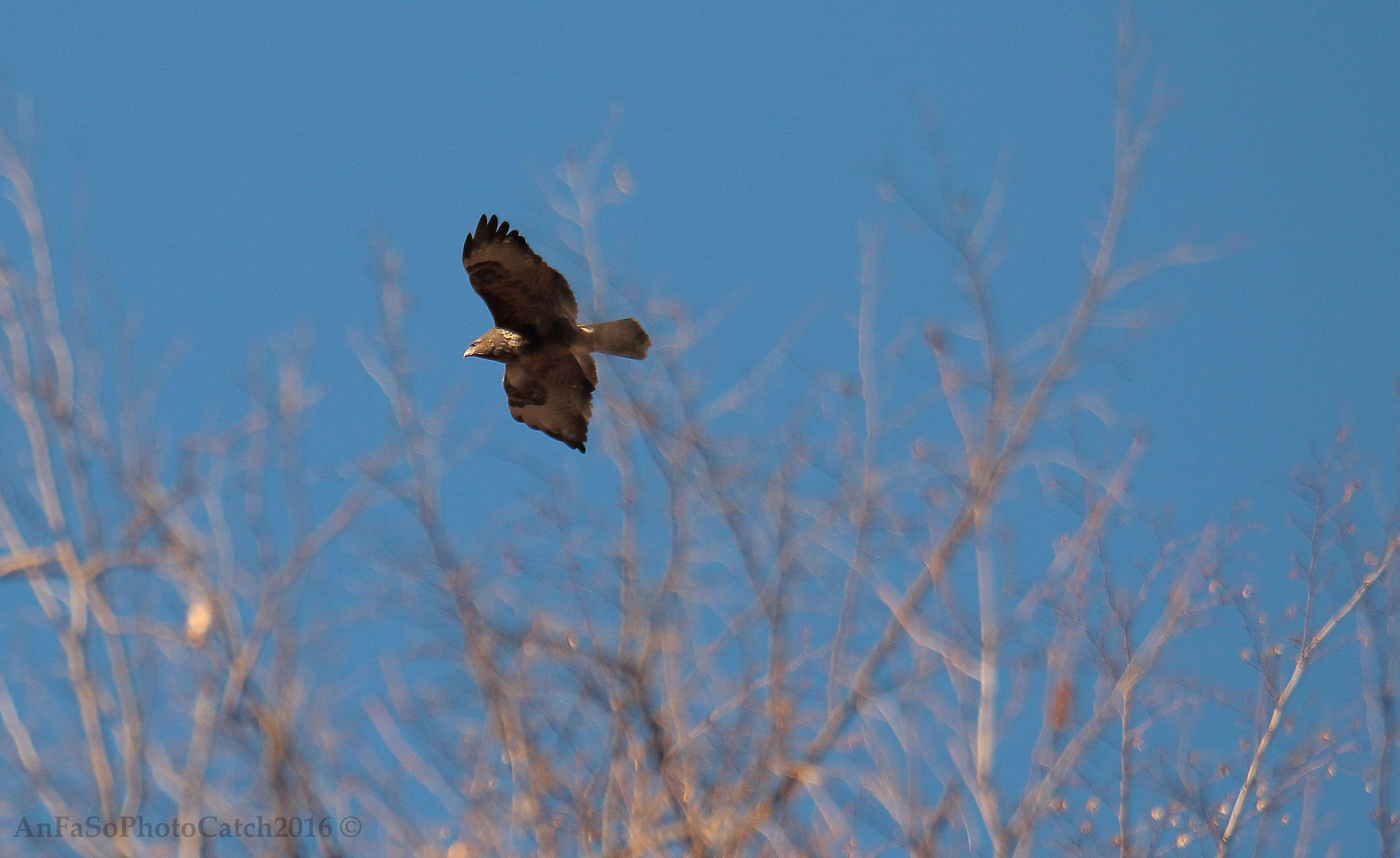 Canon EOS 7D Mark II + Sigma 150-600mm F5-6.3 DG OS HSM | S sample photo. Poiana fly over me - buteo buteo photography