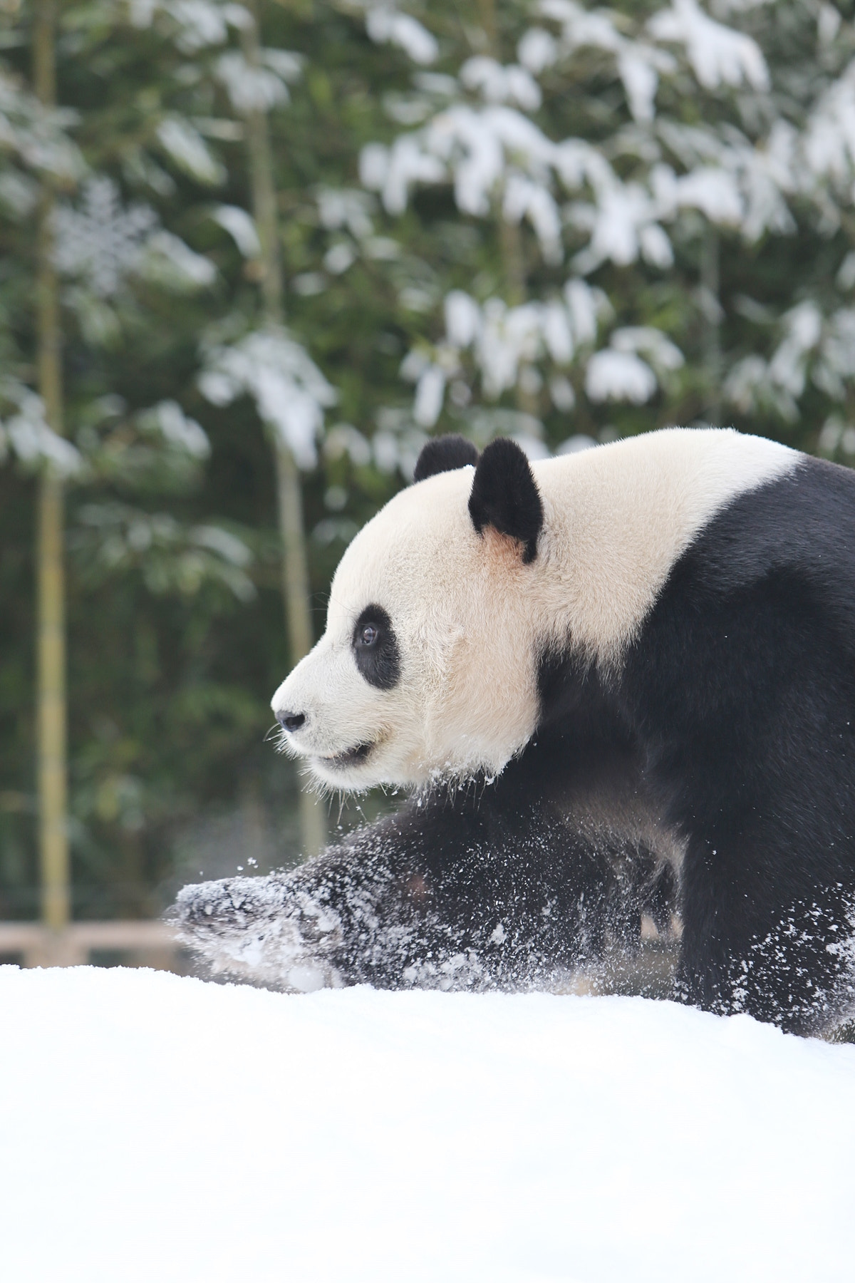 Canon EOS-1D X + Canon EF 70-200mm F2.8L IS USM sample photo. Snow panda photography