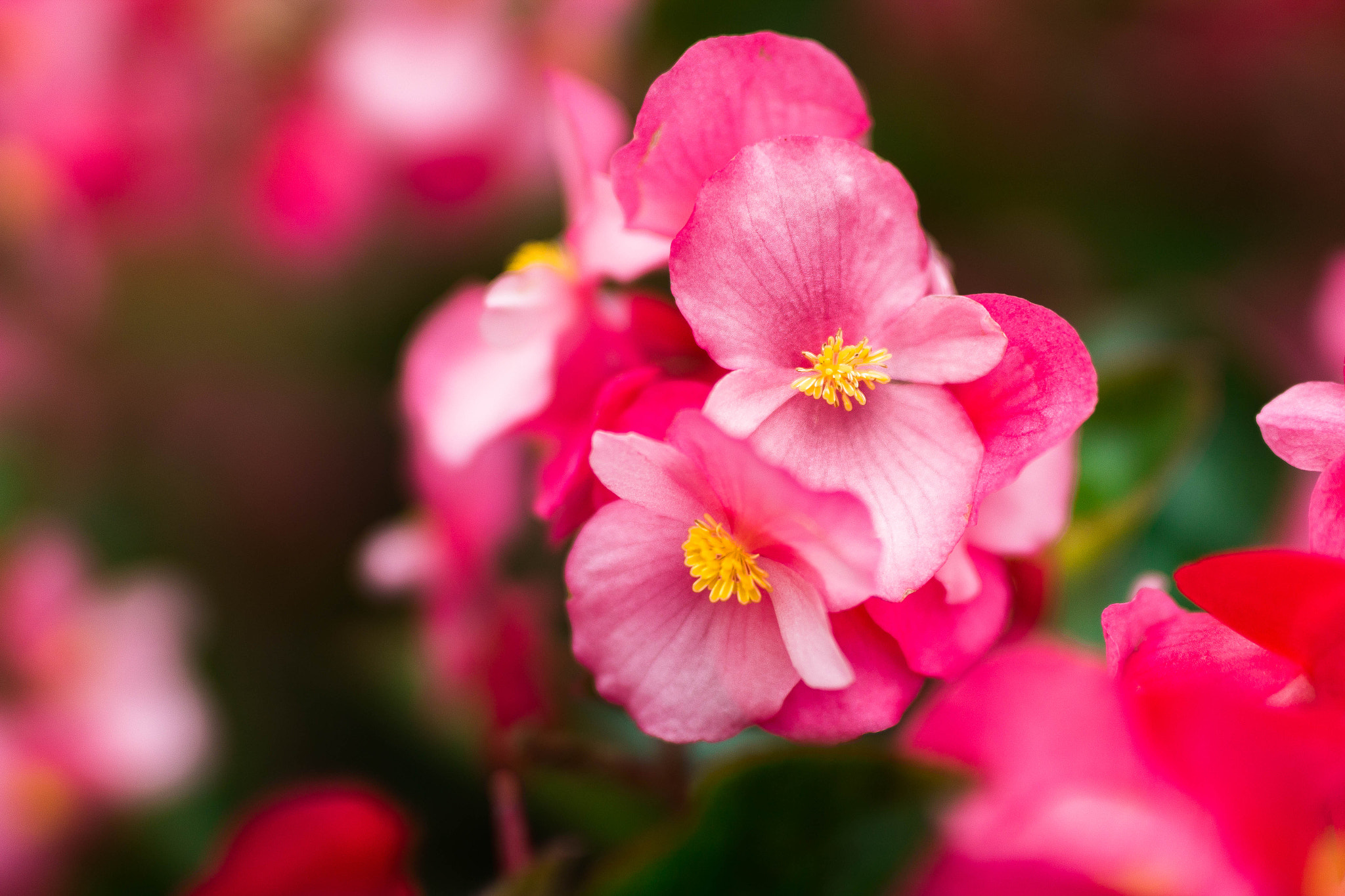 Sigma 50mm F1.4 EX DG HSM sample photo. It is time to blossom photography