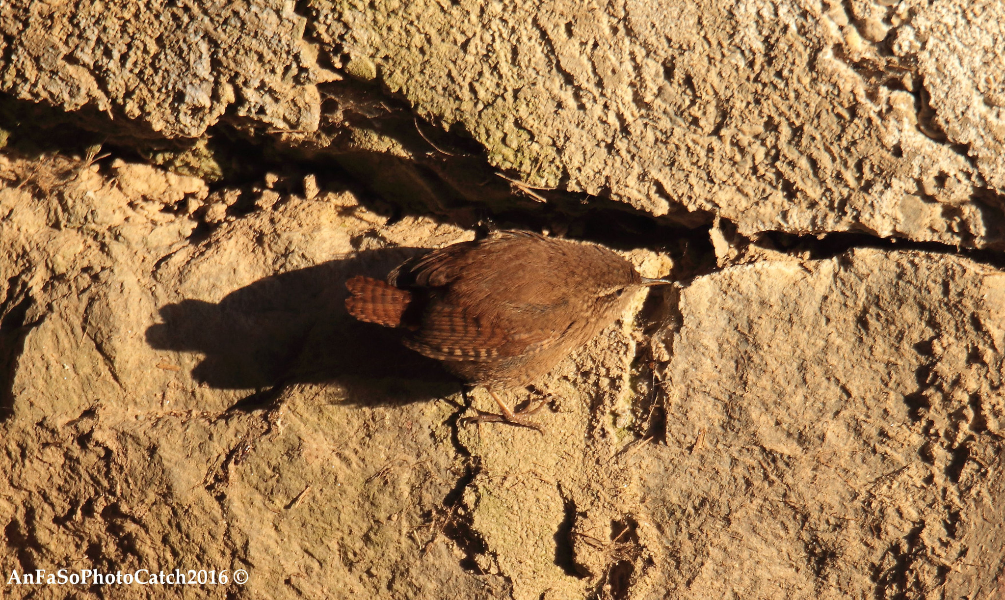 Sigma 150-600mm F5-6.3 DG OS HSM | S sample photo. Scricciolo - troglodytes photography