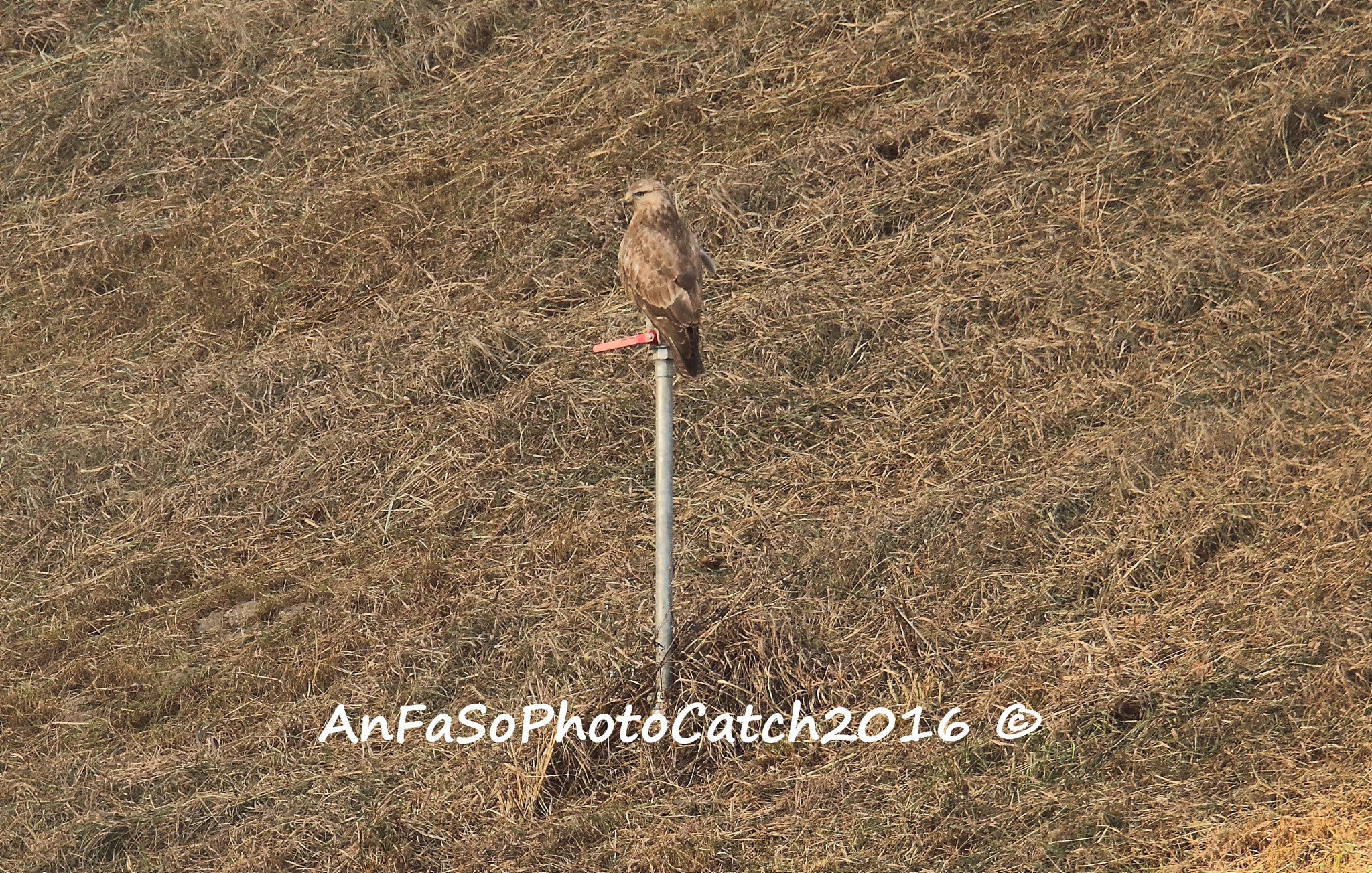 Canon EOS 7D Mark II sample photo. Watch - poiana - buteo buteo photography