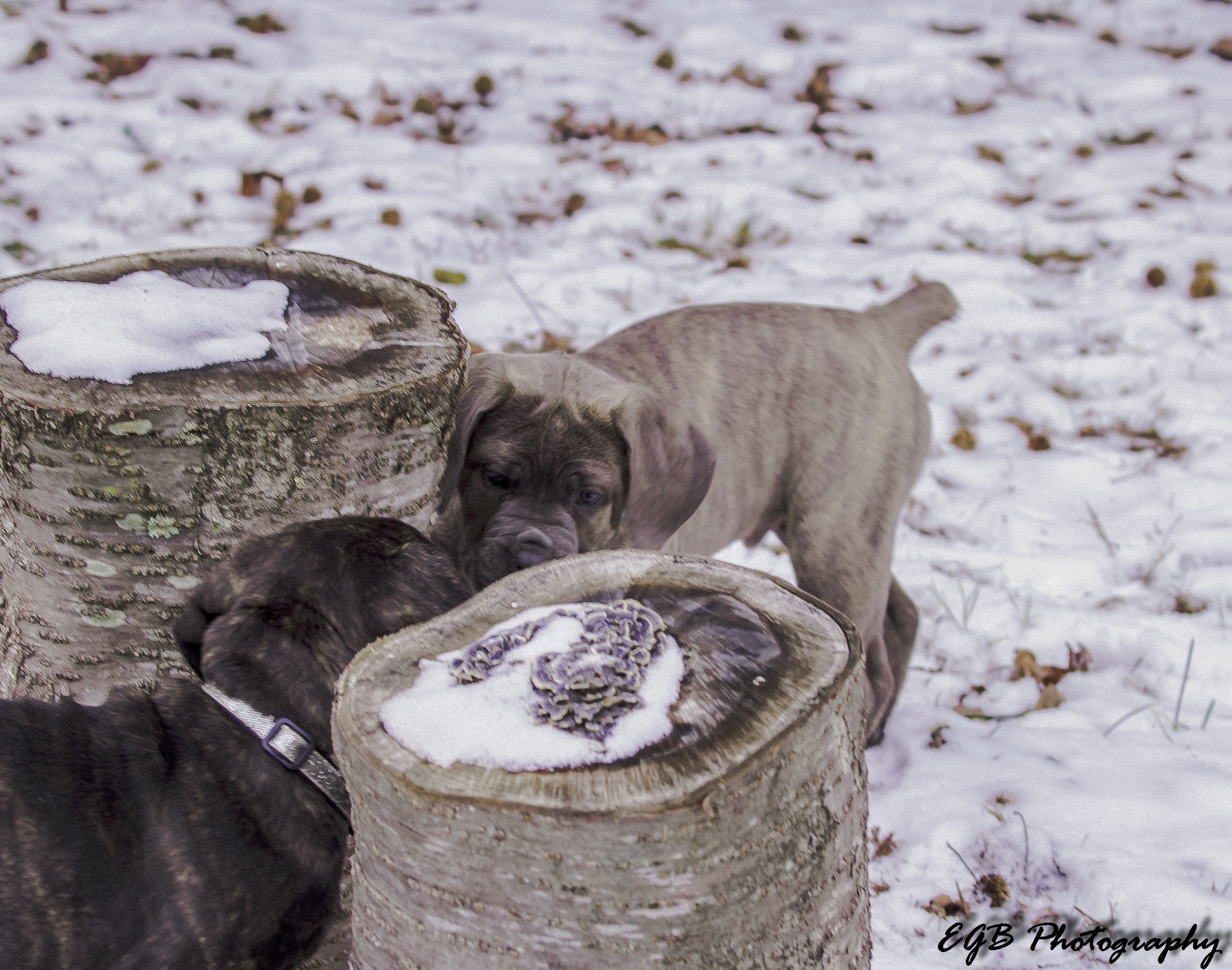 Canon EF 70-300mm F4-5.6 IS USM sample photo. Hide and seek photography