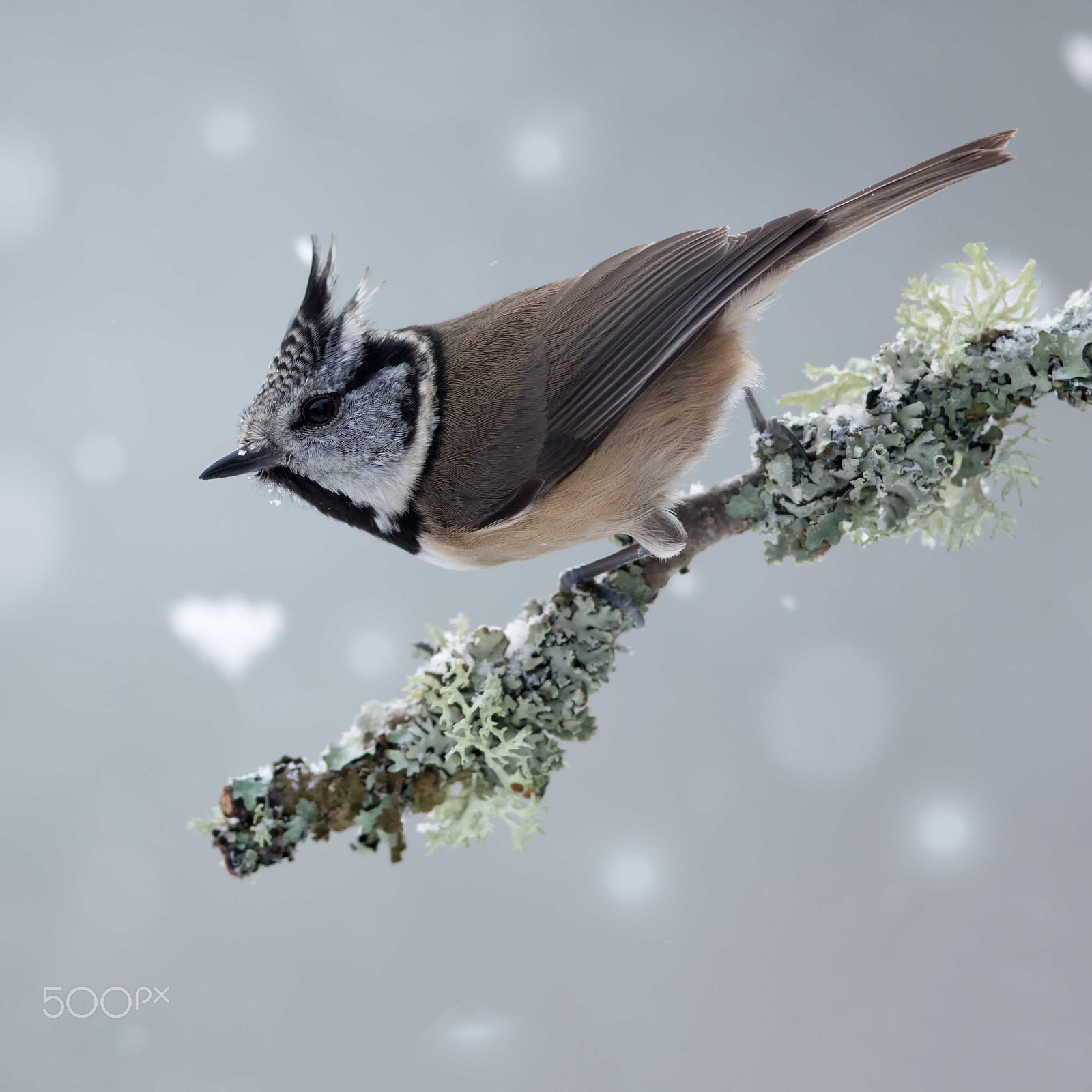Canon EOS 7D Mark II sample photo. Crested tit in the snow photography