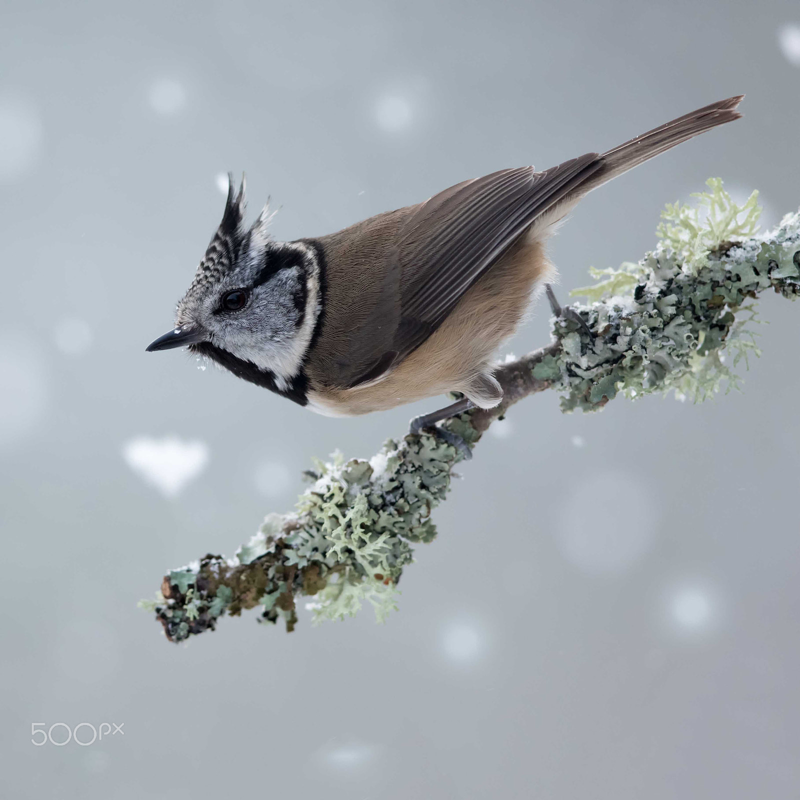 Canon EF 500mm F4L IS II USM sample photo. Crested tit in the snow photography