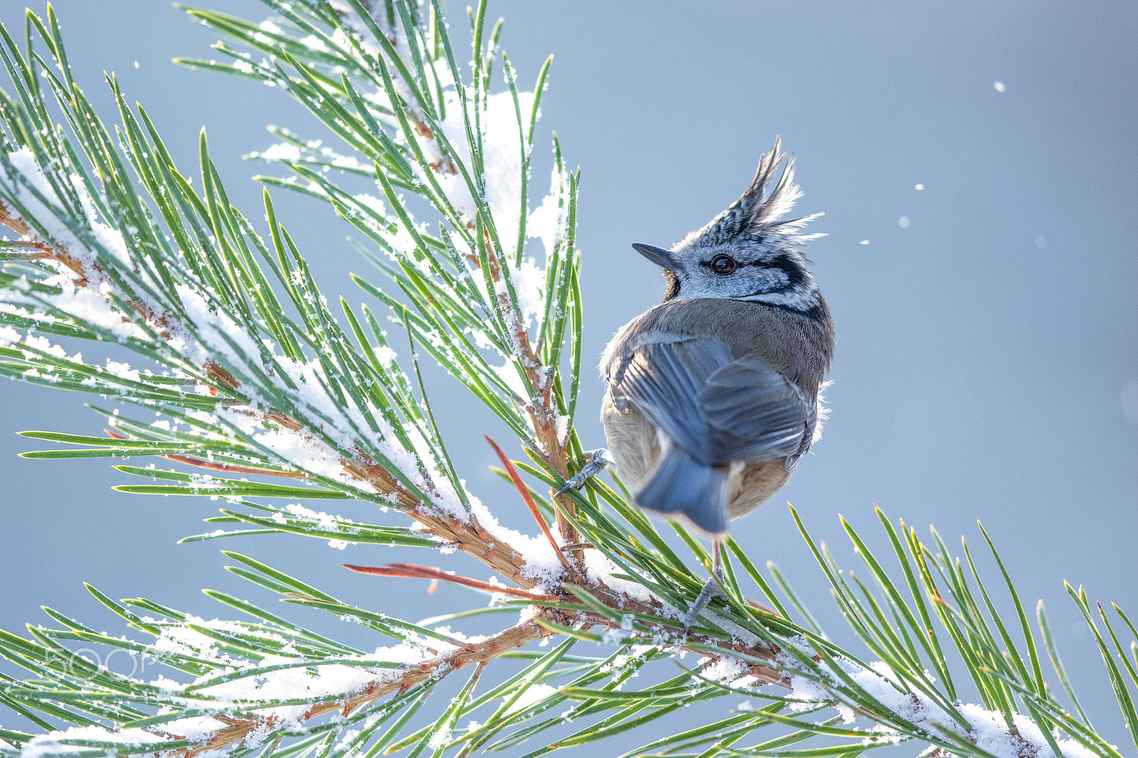 Canon EF 500mm F4L IS II USM sample photo. Crestie with attitude photography