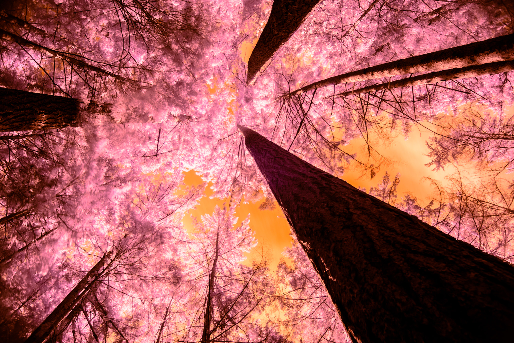 Nikon AF Nikkor 24mm F2.8D sample photo. Ir up photography