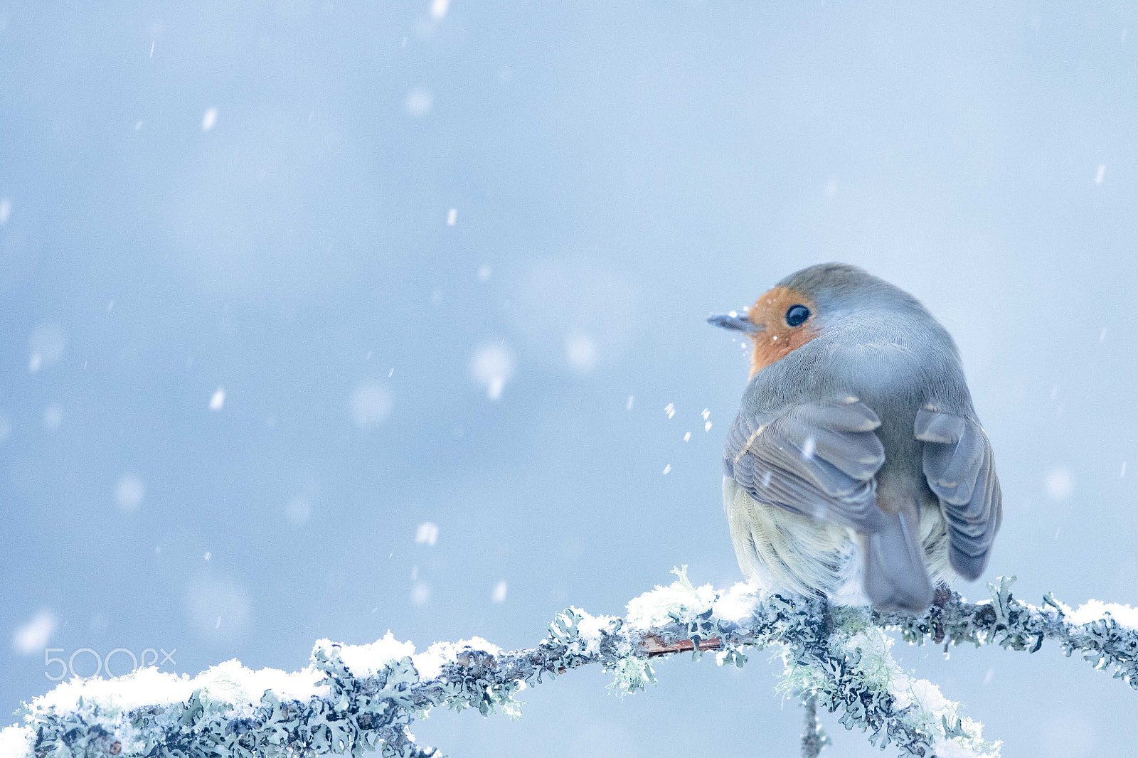 Canon EF 500mm F4L IS II USM sample photo. Robin in the snow photography