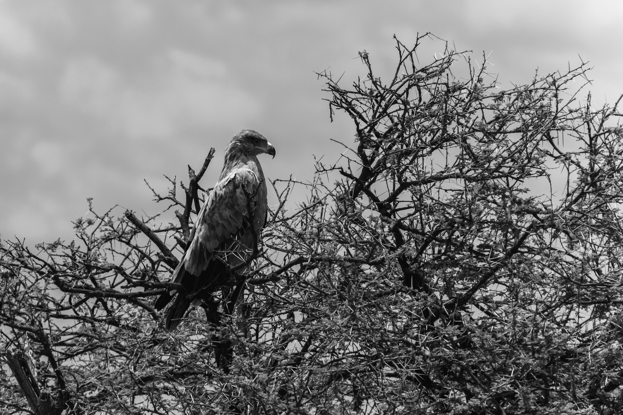 Canon EF 100-400mm F4.5-5.6L IS USM sample photo. One huge martial eagle in the branches of a large tree photography