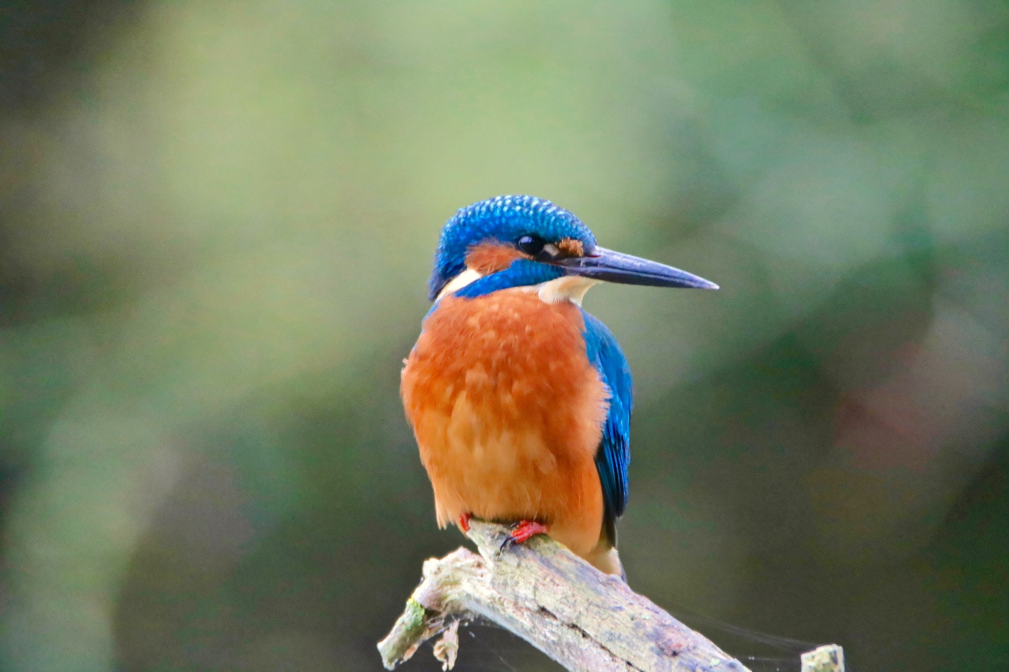 Tamron SP 150-600mm F5-6.3 Di VC USD sample photo. Kingfisher photography