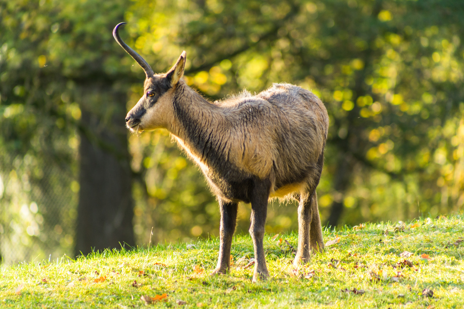 Sony a7 II + Sony DT 50mm F1.8 SAM sample photo. Dsc photography