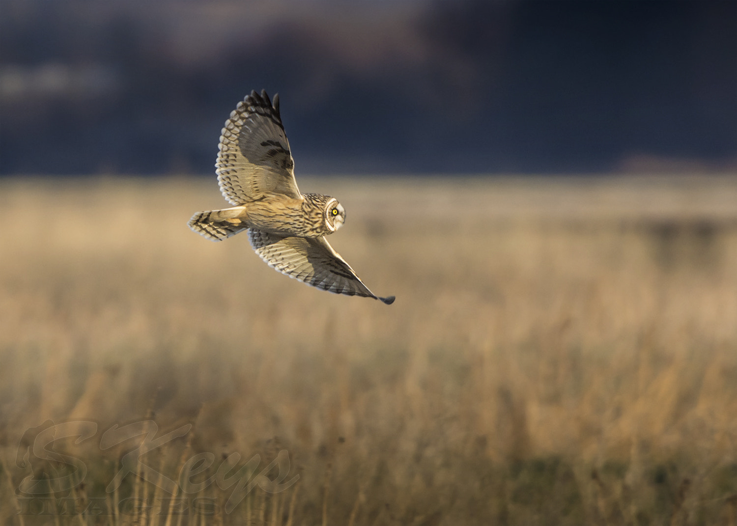 Sigma 500mm F4.5 EX DG HSM sample photo. Banking (short-eared owl) photography