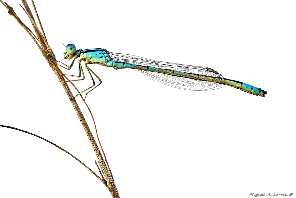 Sony ILCA-77M2 sample photo. Coenagrion caerulescens photography