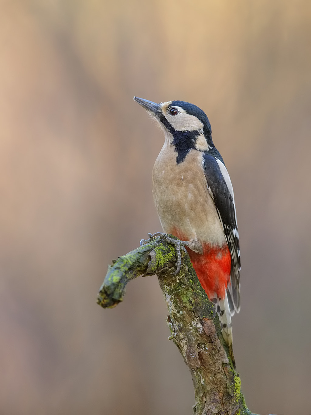 Canon EF 600mm F4L IS II USM sample photo. Great spotted woodpecker,  female.  photography