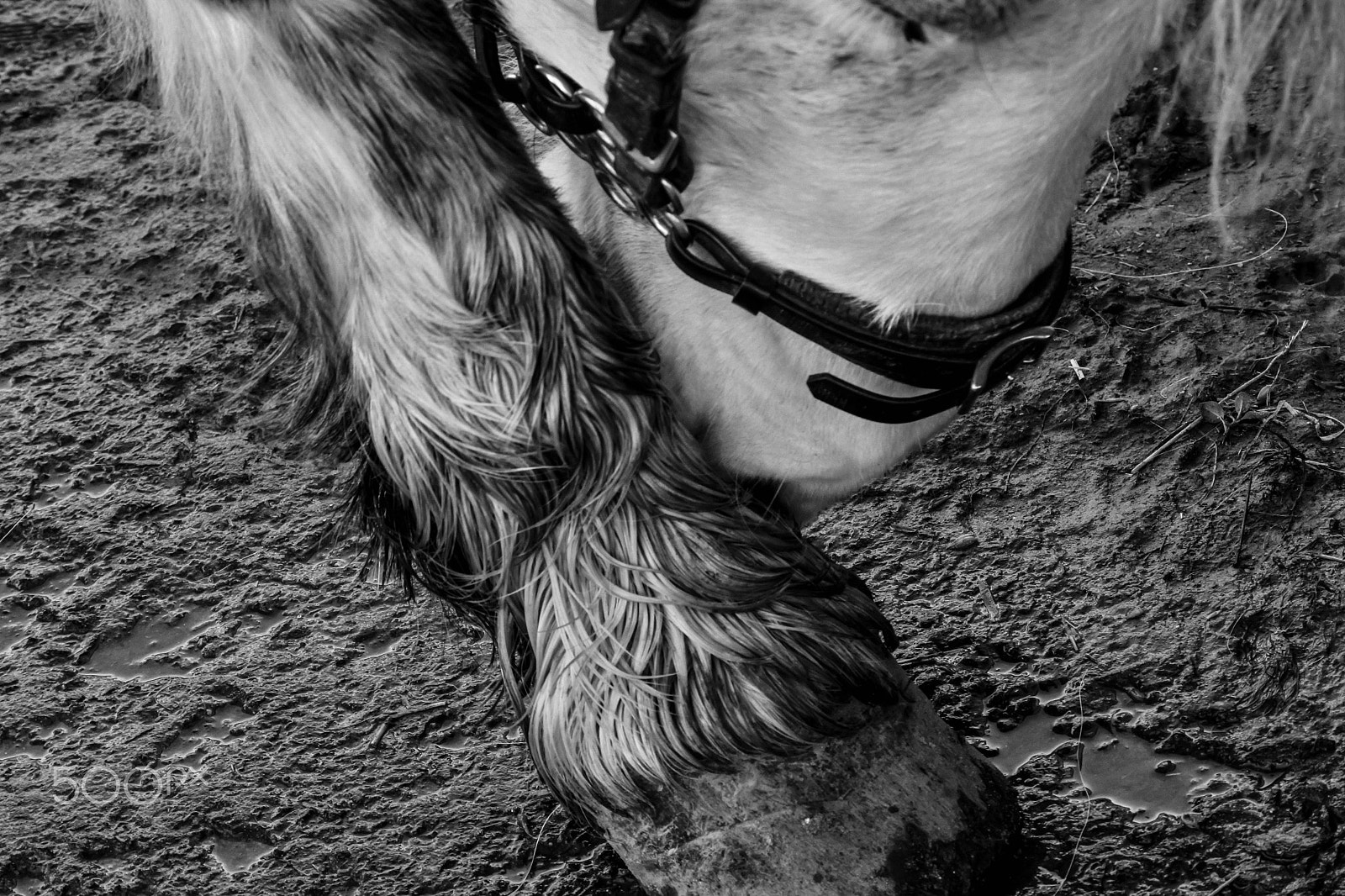 Nikon 1 Nikkor VR 30-110mm F3.8-5.6 sample photo. Close up legs photography