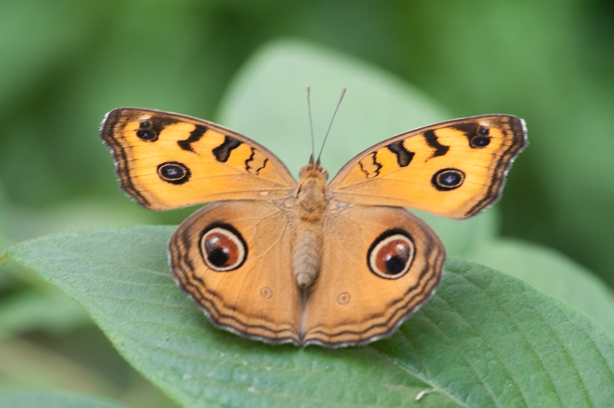 Nikon AF-S Micro-Nikkor 105mm F2.8G IF-ED VR sample photo. Junonia almana photography