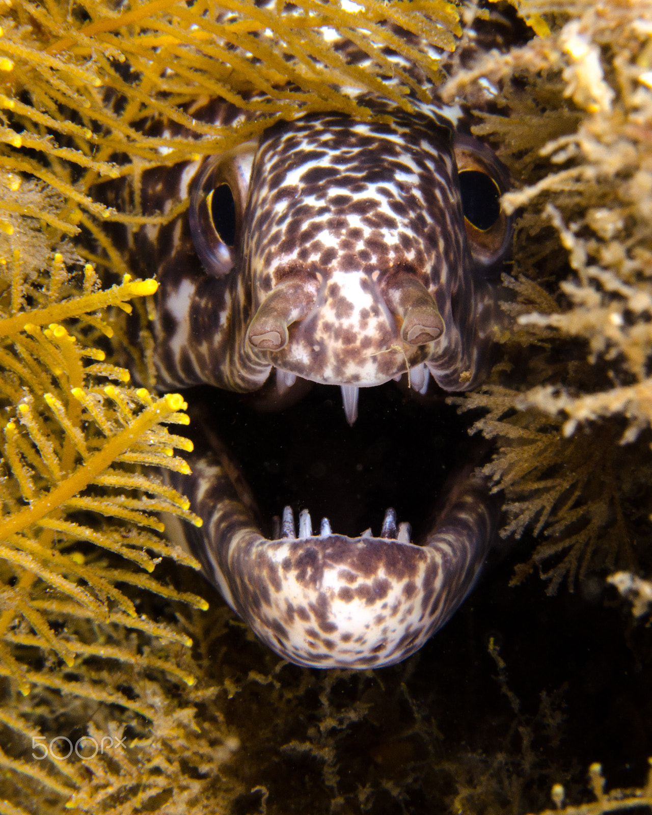 Nikon AF-S Micro-Nikkor 60mm F2.8G ED sample photo. Fangs! photography