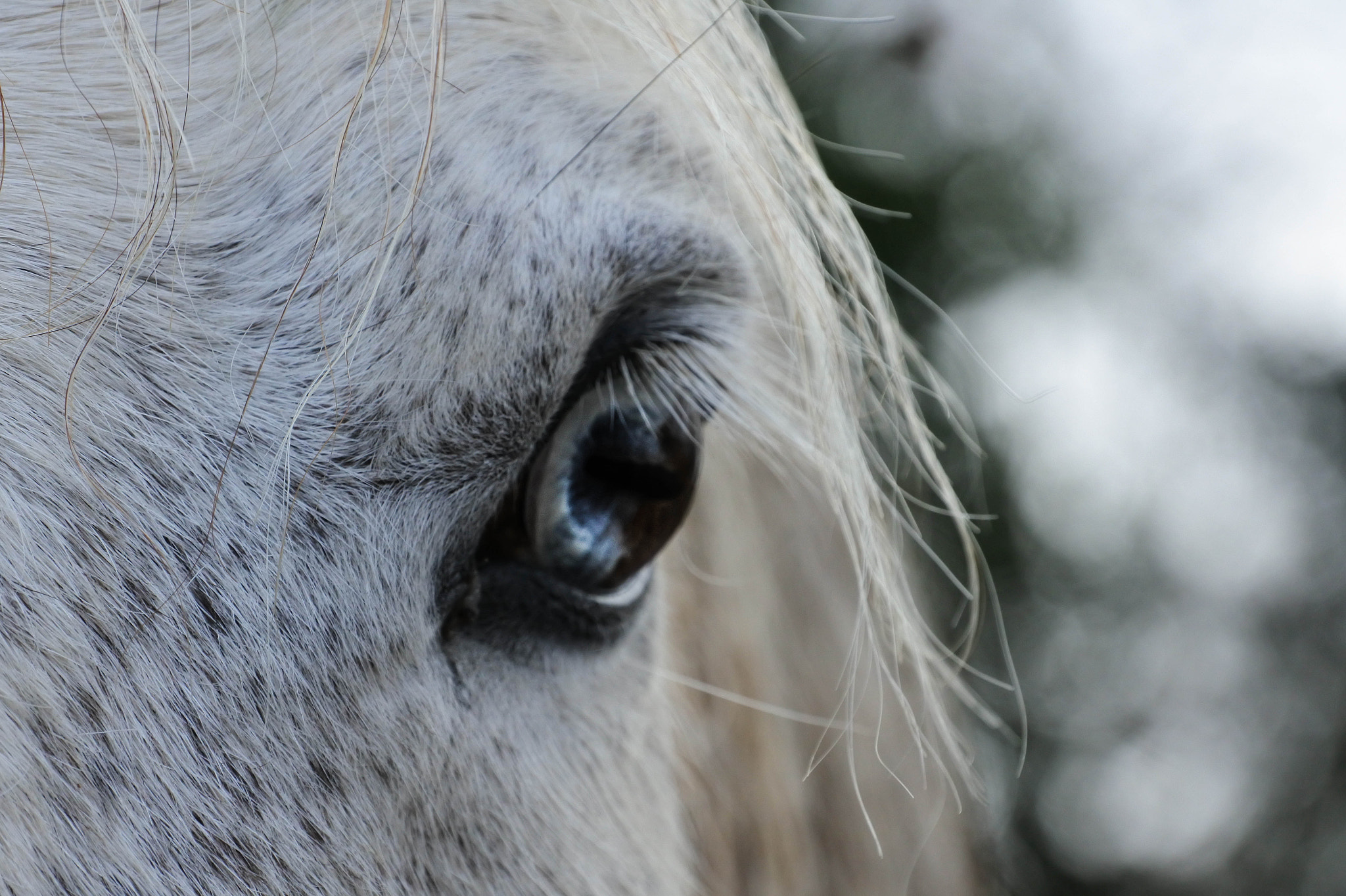 Nikon 1 Nikkor VR 30-110mm F3.8-5.6 sample photo. Elusive horse eye photography